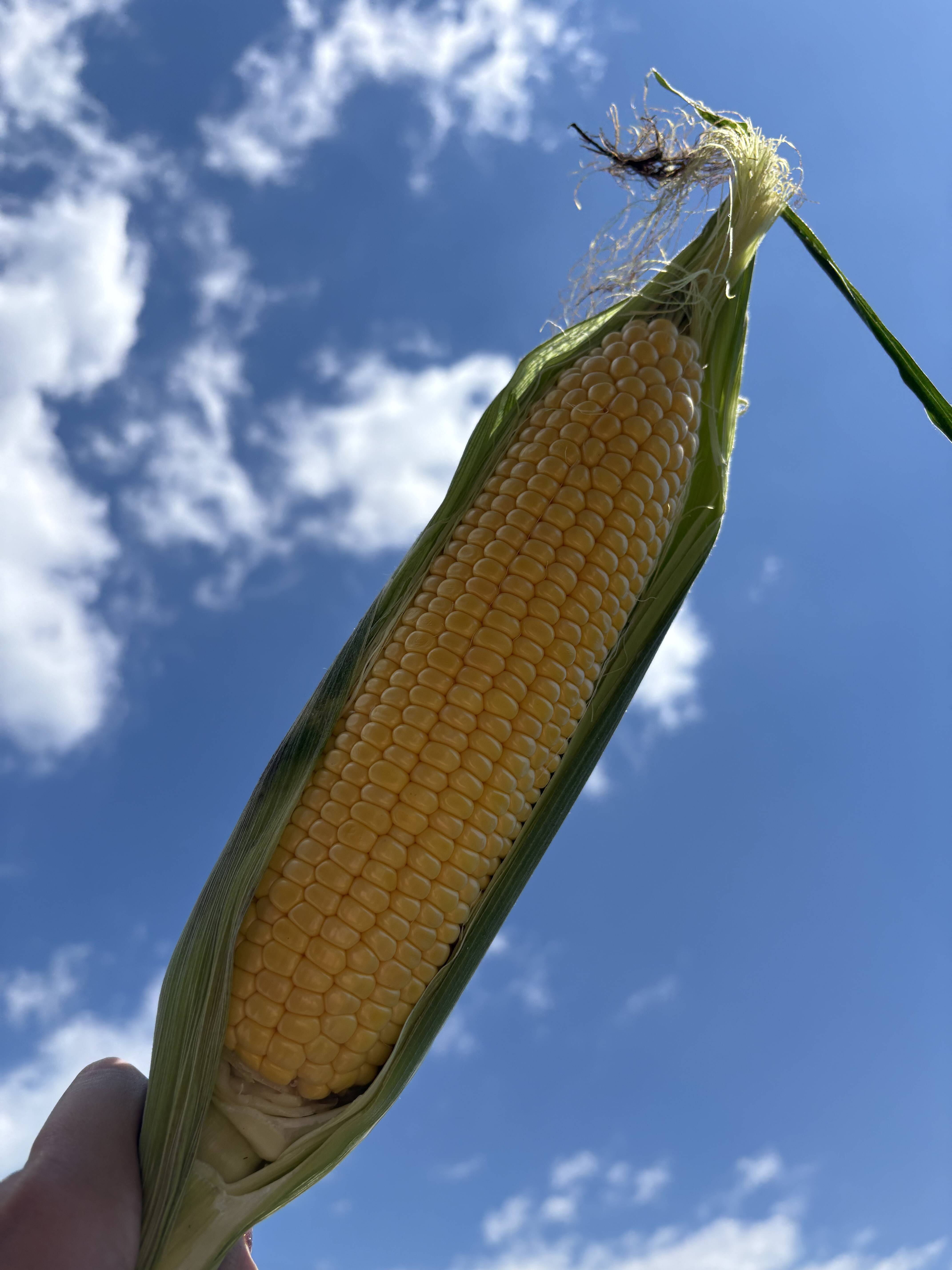 2025年初登場】大槻農園の厳選“特別2Lサイズとうもろこし”｜9〜12本