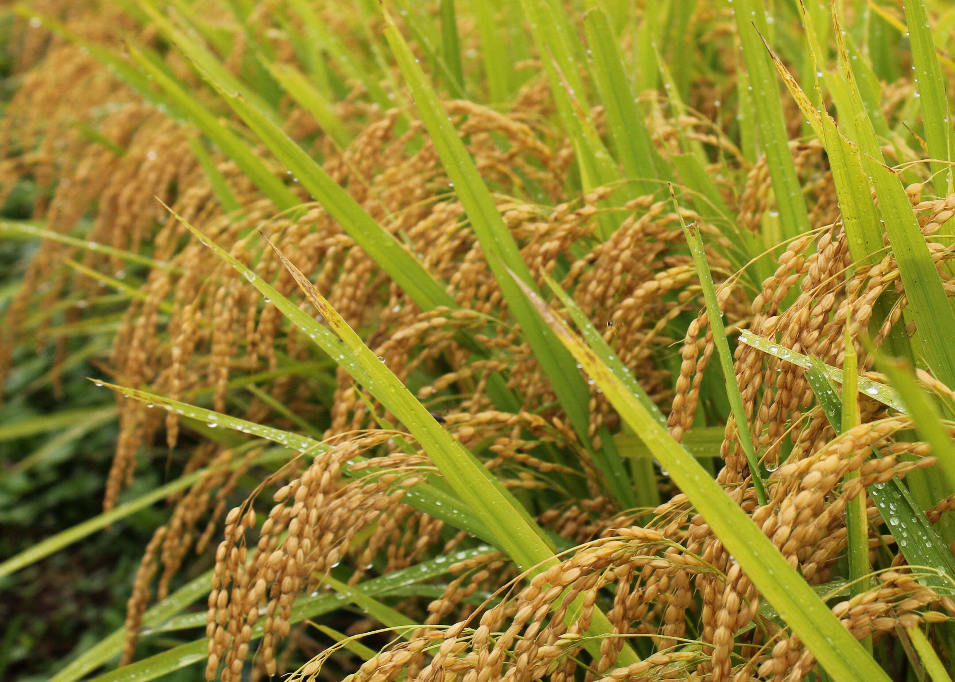 令和8年新米】にじのきらめき【玄米20kg】定期便 山形置賜飯豊 生産者