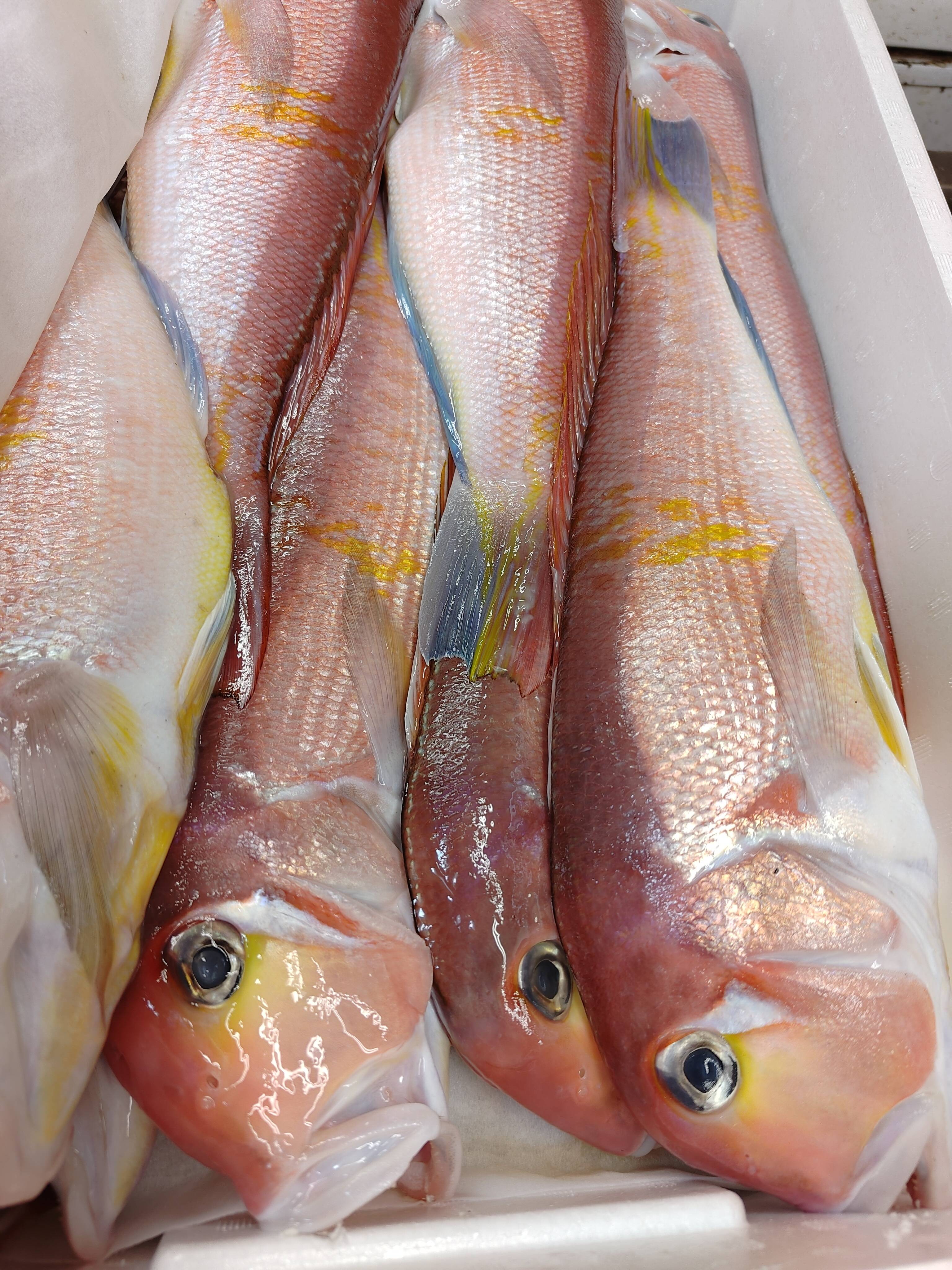 甘鯛延縄　新品 楽天市場】≪家計応援価格≫ 若狭ぐじ 甘鯛 約900g〜1.1kg 福井