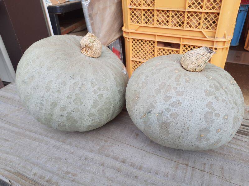 自然栽培】北海道倶知安町産 雪化粧かぼちゃ 2.0～2.4kg 1玉 ホクホク