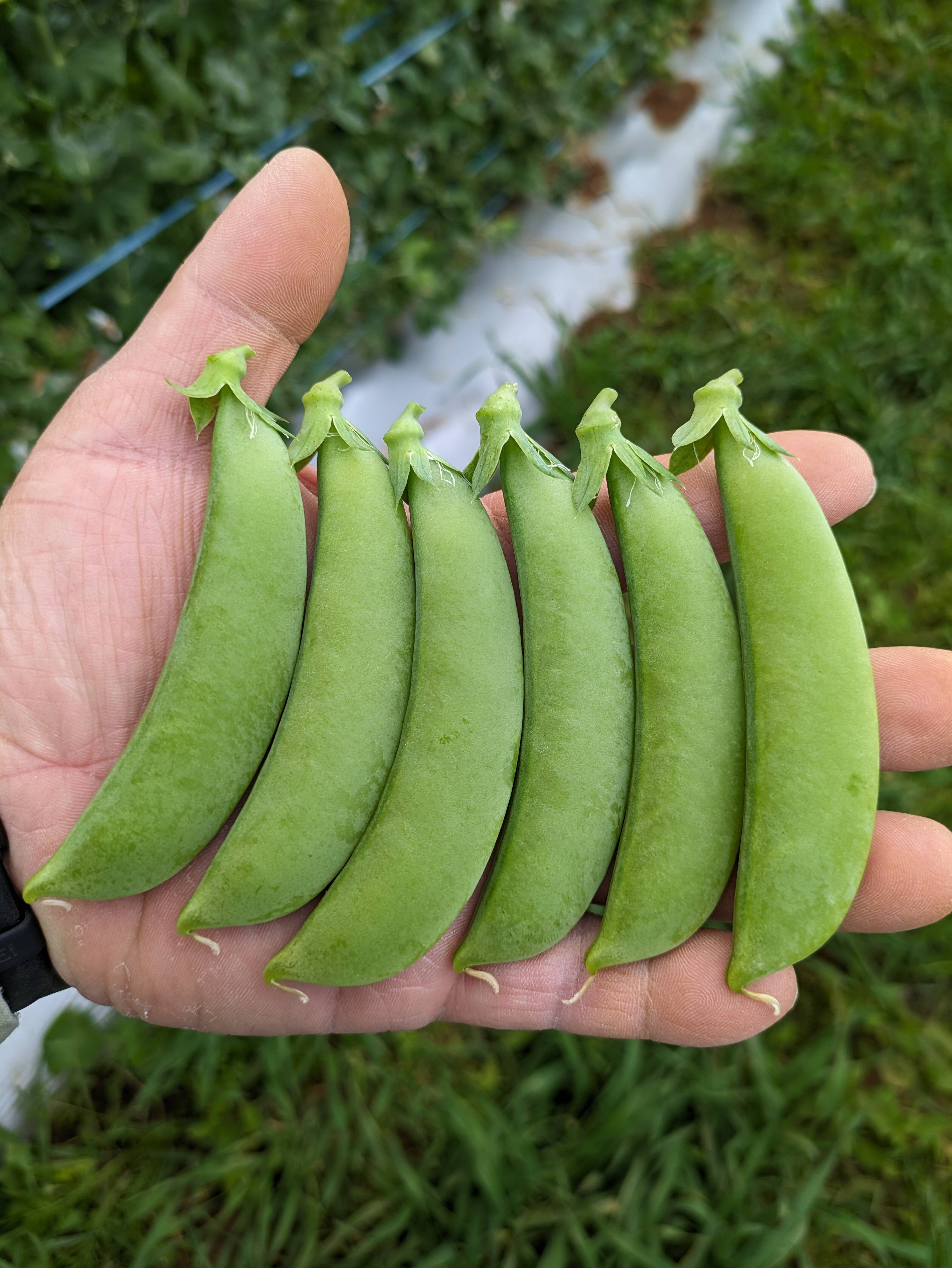 A品！沖永良部島産スナップエンドウ 600ｇ - 野菜