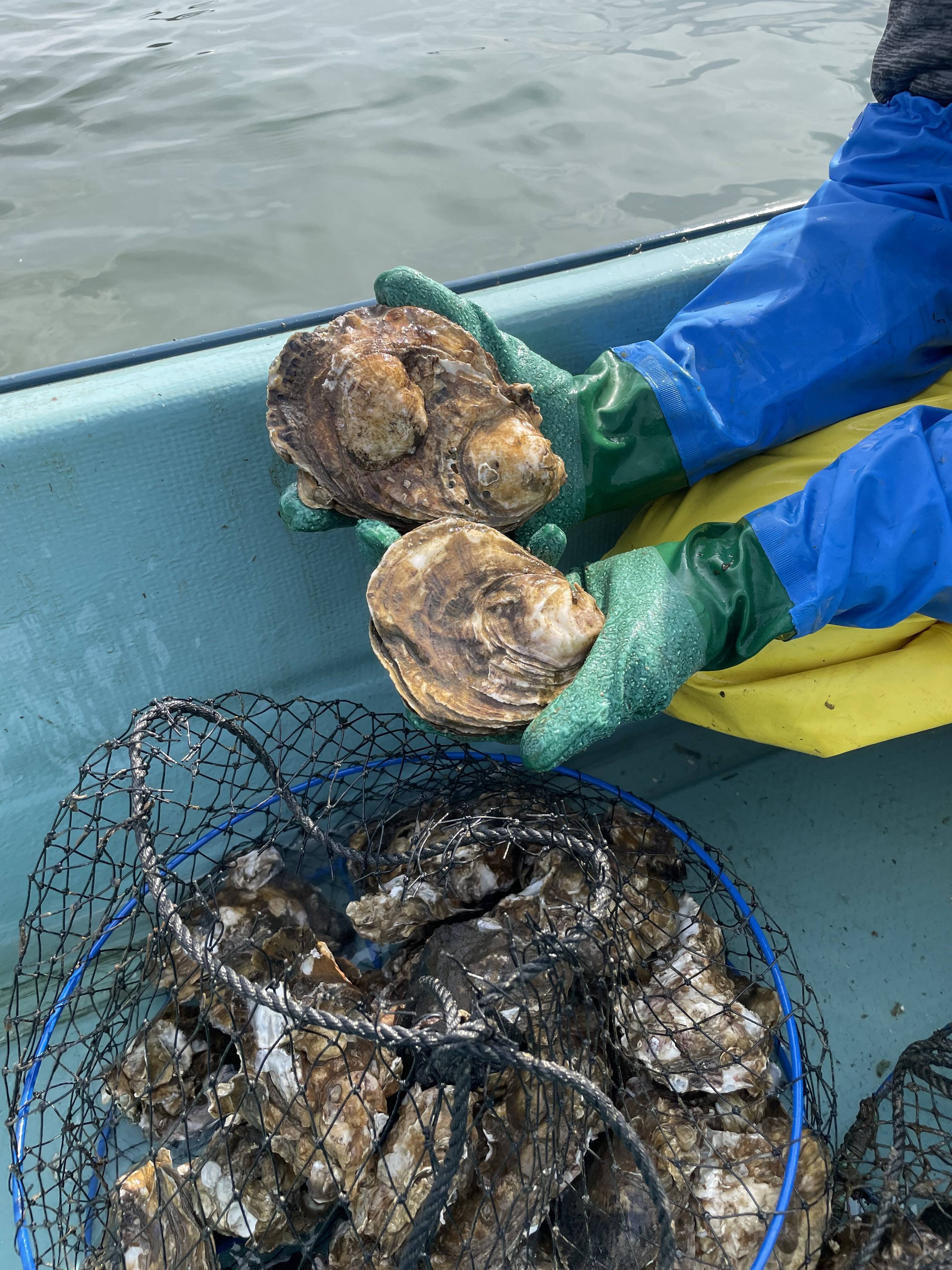 SantaMariaNobella ACQUA カキカキ acd_4364-2-1.jpg