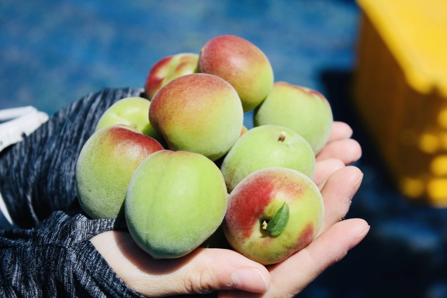約８kg⭐青梅⭐徳島県産⭐カリカリ梅　梅干し　梅酒　梅シロップ 2022umel4.jpg?fitin=720:720