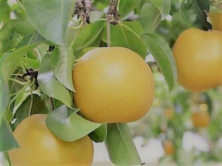 梨路 様 7ccea2fa8ca054e51de99cfc8bd7e4