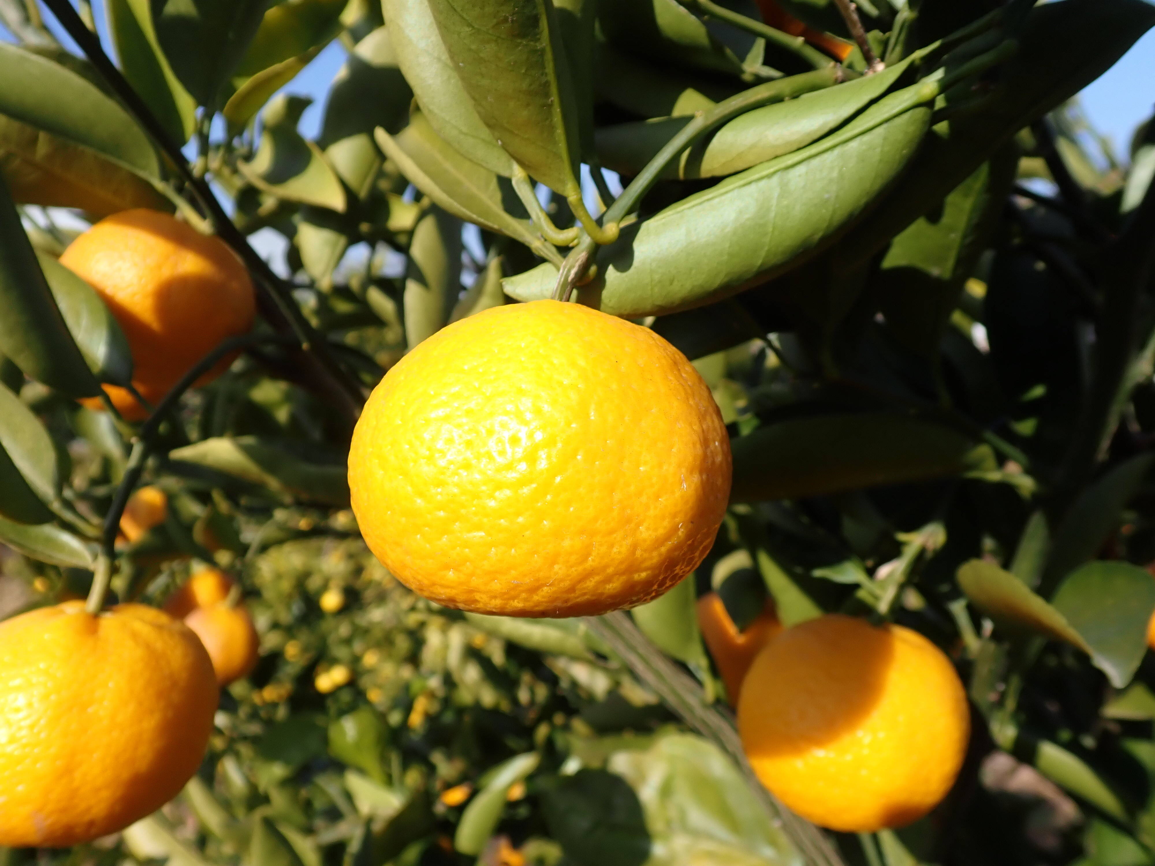 ご家庭用】もぎたて 花良治(けらじ)みかん(小玉） 約1.6㎏：愛媛県産の