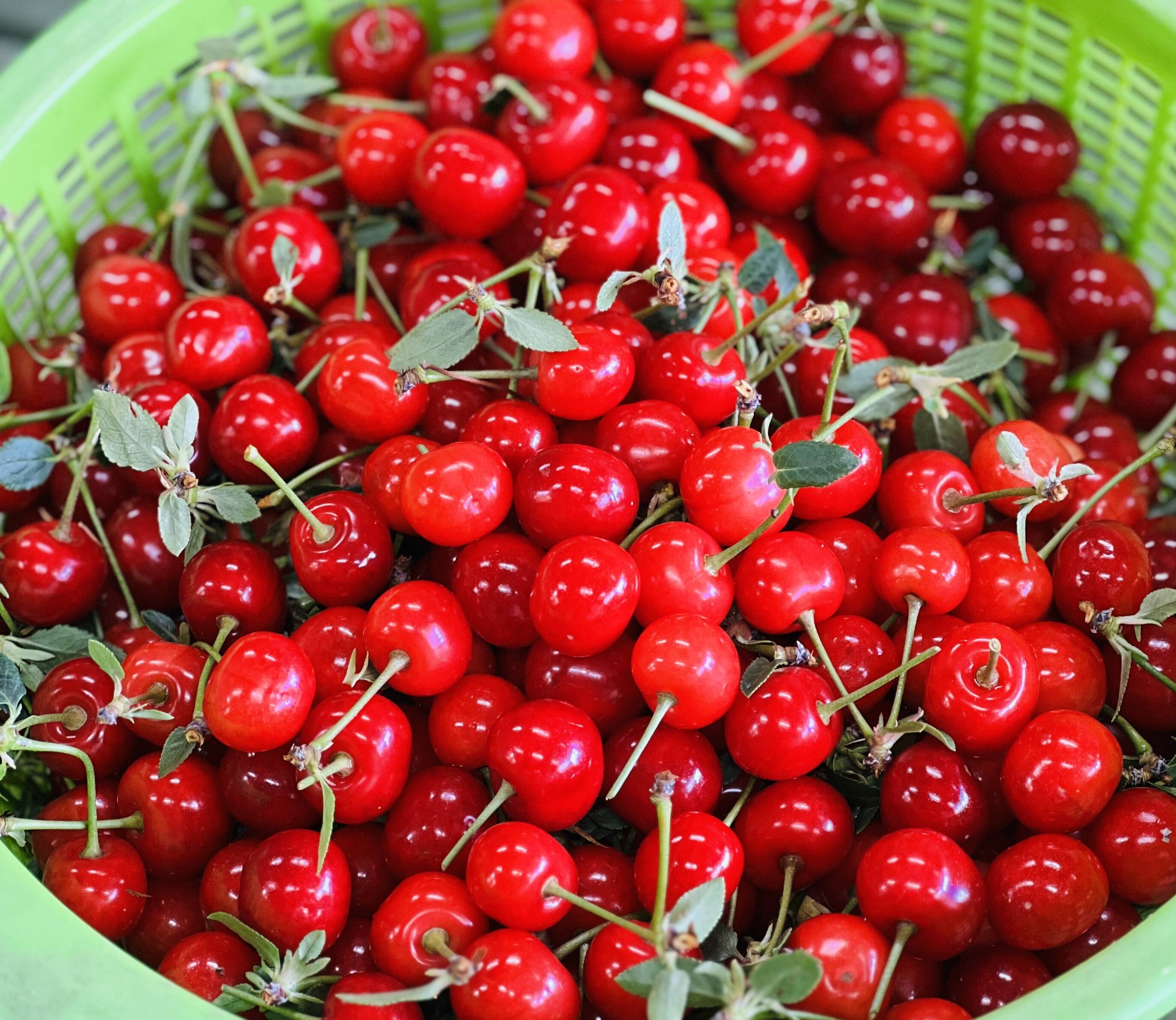 チェリー 超貴重】サワーチェリー 約1キロ 商品ID41257 幻 まぼろし 加工して