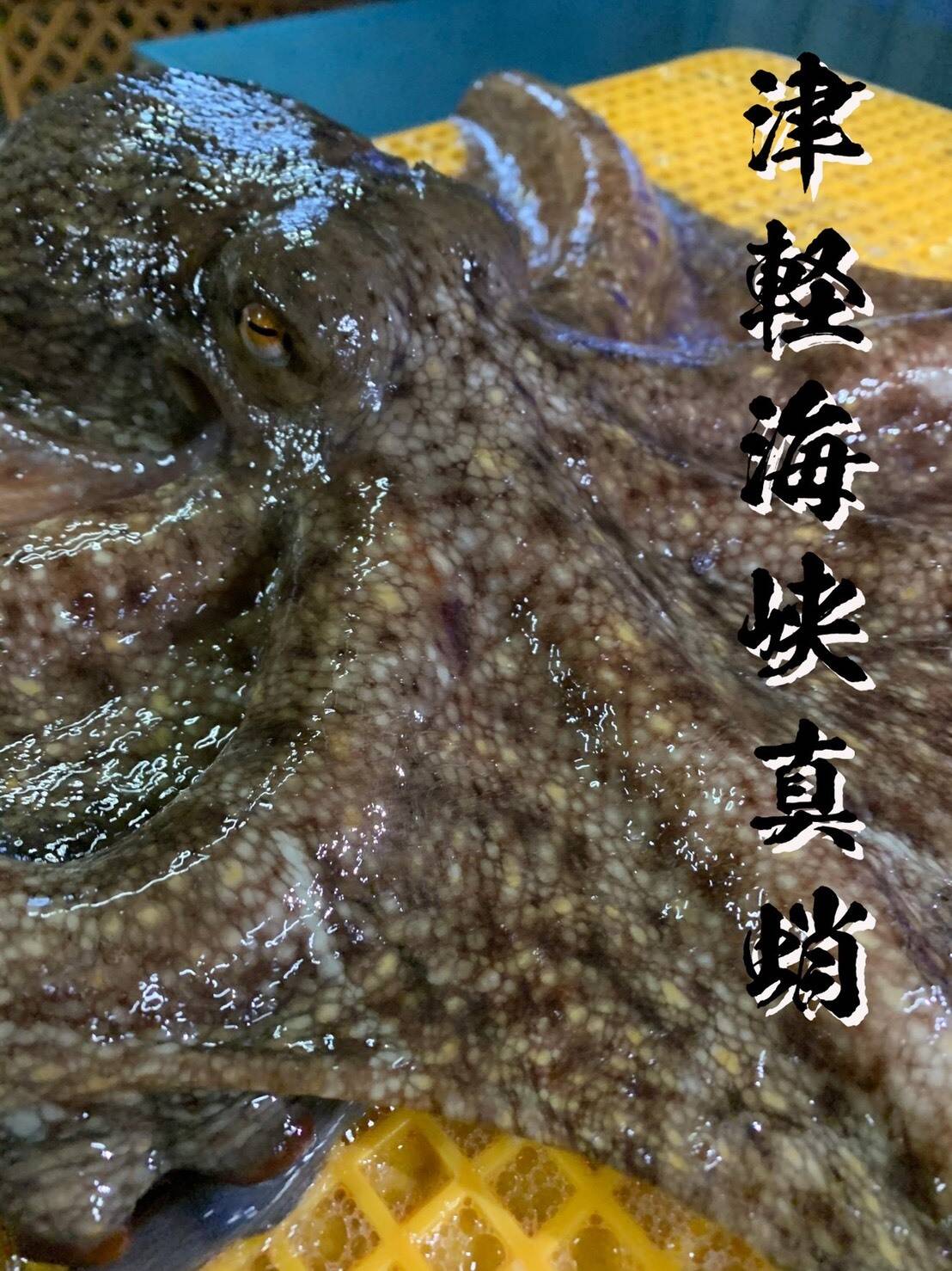 訳あり冷凍真ダコ頭 生 ２匹分 青森県産 食べチョク 農家 漁師の産直ネット通販 旬の食材を生産者直送