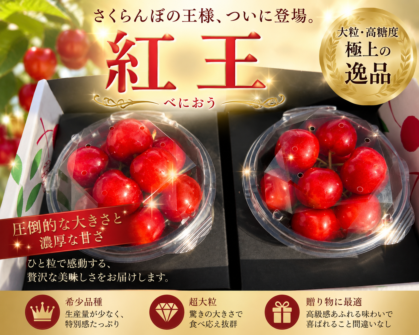 数量限定※新品種 紅王登場！！！山形県産 【500円サイズ】 2L〜5L 父の