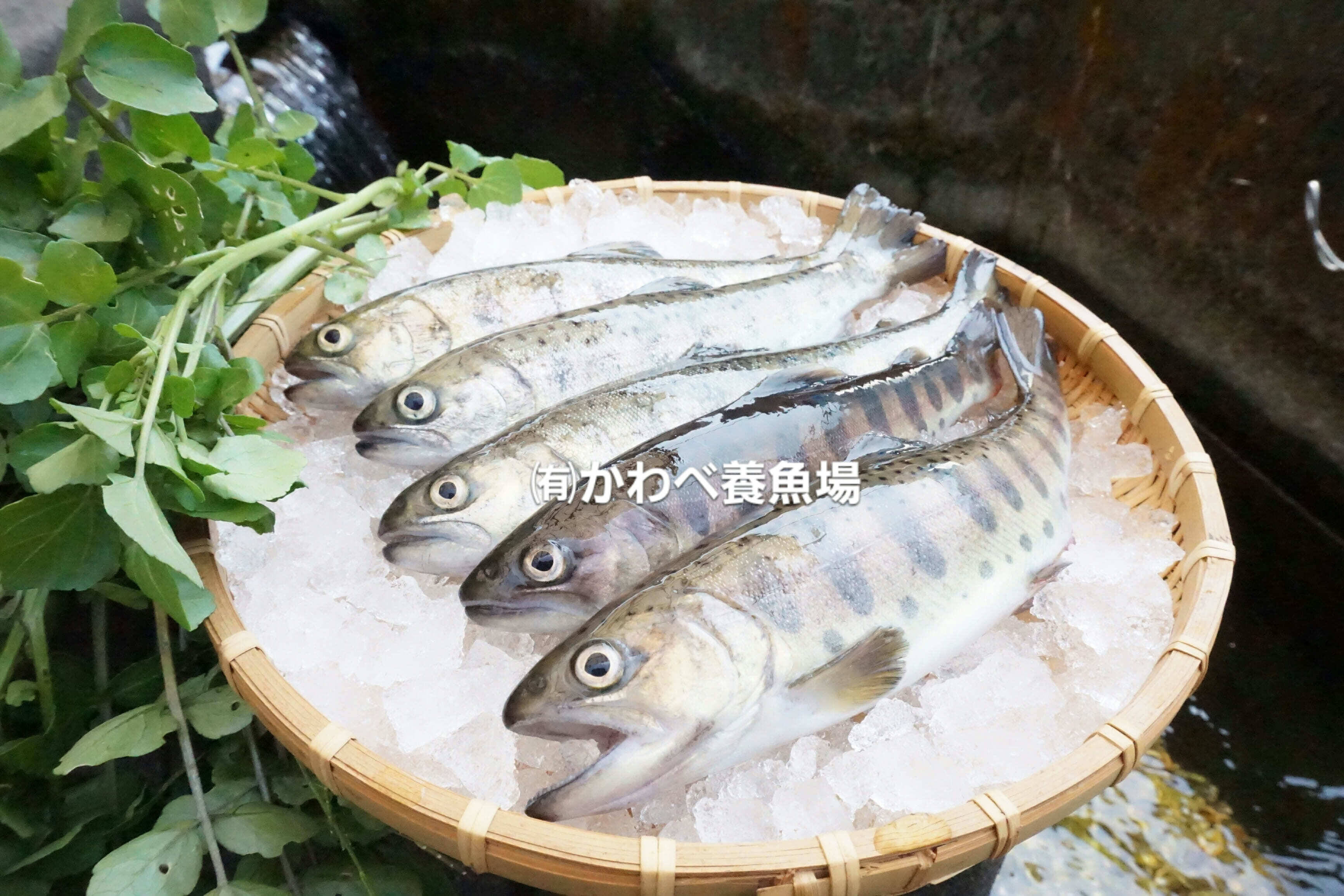 阿蘇から届く!! まぼろしの魚・かわべの湧水やまめ(10匹冷凍)：熊本県