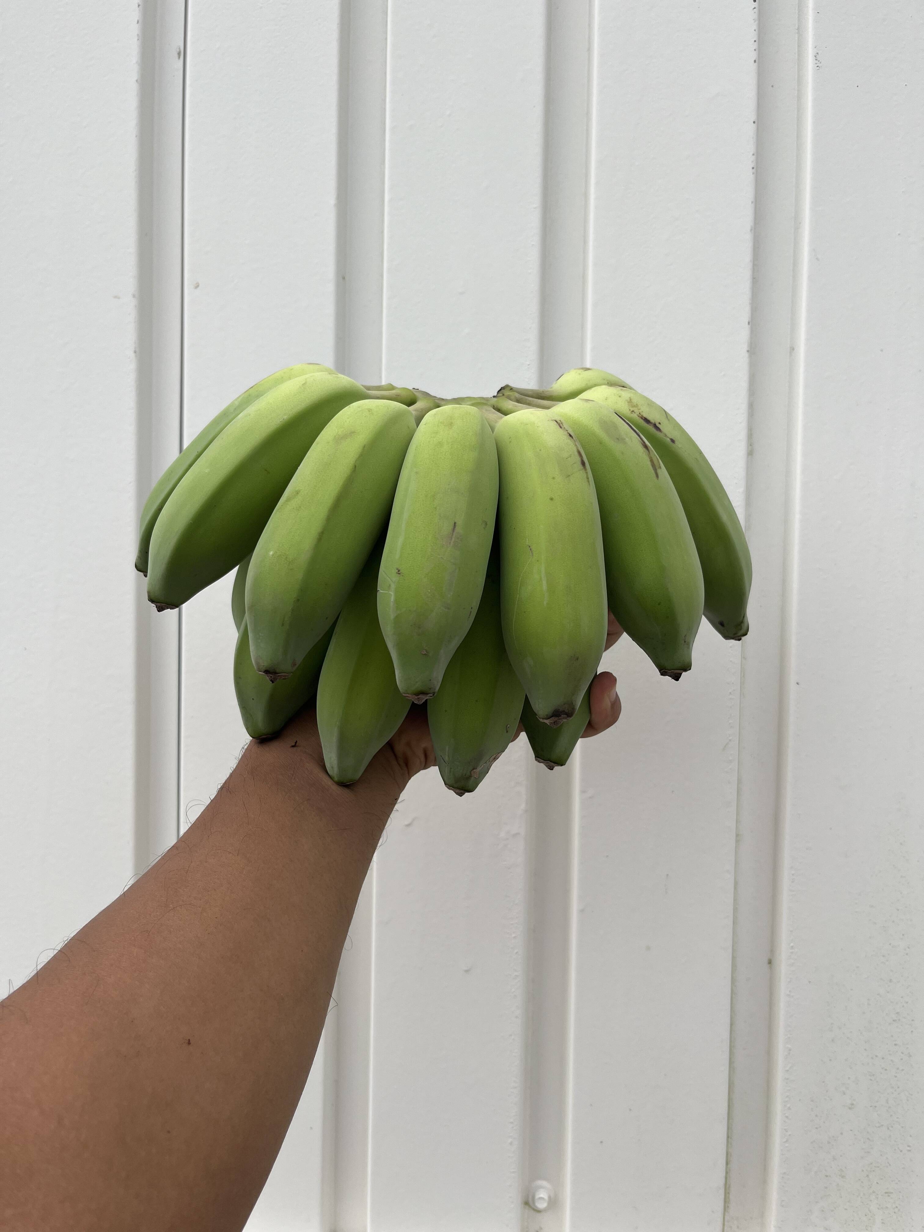 南国育ちのナムア系バナナ（一房）：沖縄県産の島バナナ｜食べチョク