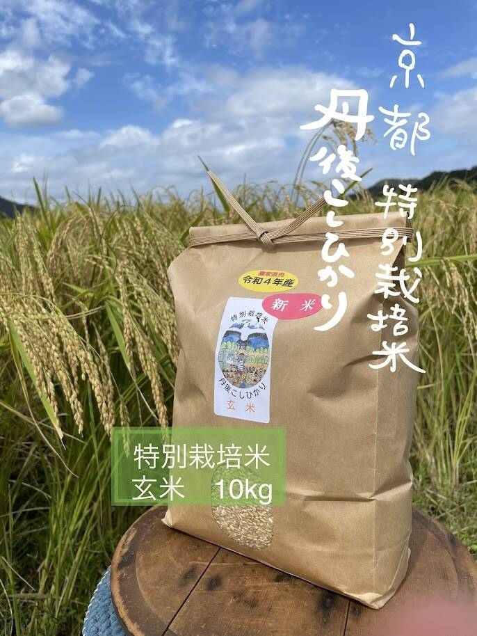 一等検査 特別栽培米 玄米 令和7年産 京都 丹後 コシヒカリ 10kg 新米＞玄米 R5年産 特別栽培米 京都コシヒカリ 10K：京都府産の