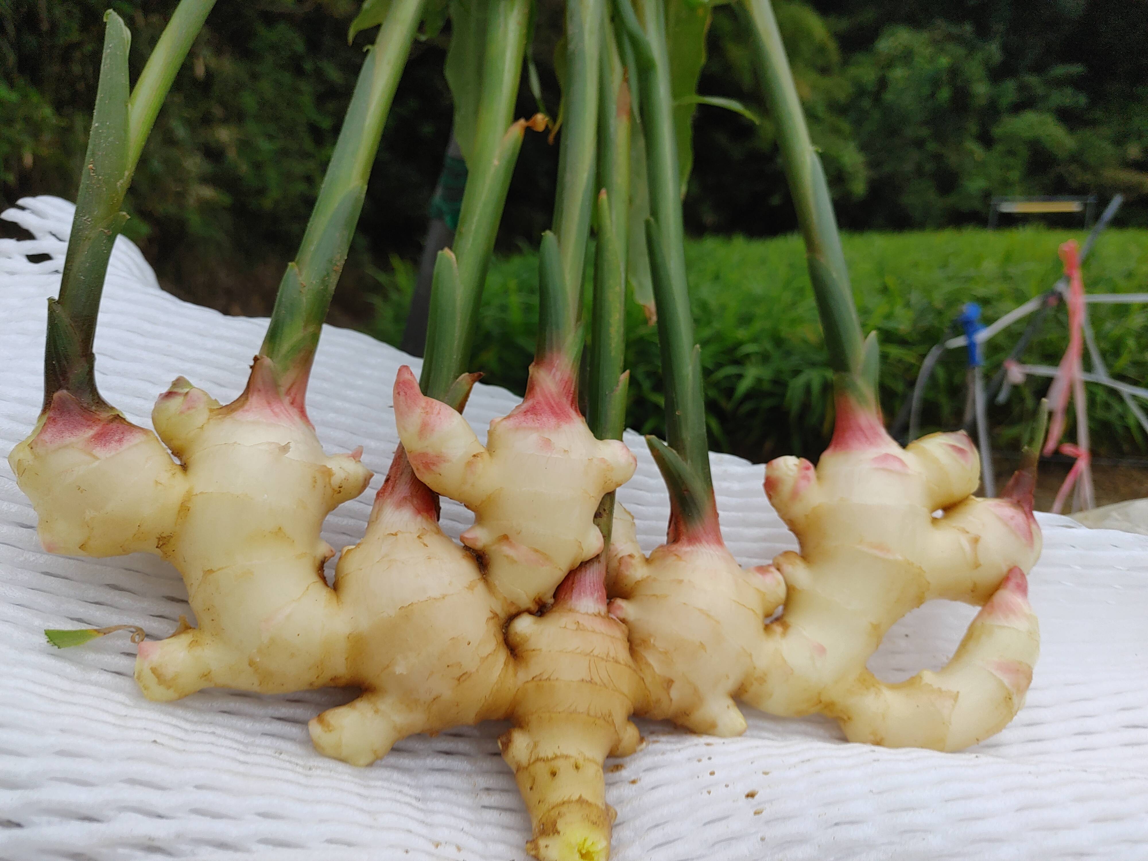 露地新生姜2kg入り：熊本県産の生姜｜食べチョク｜産地直送(産直)お取り寄せ通販 - 農家・漁師から旬の食材を直送