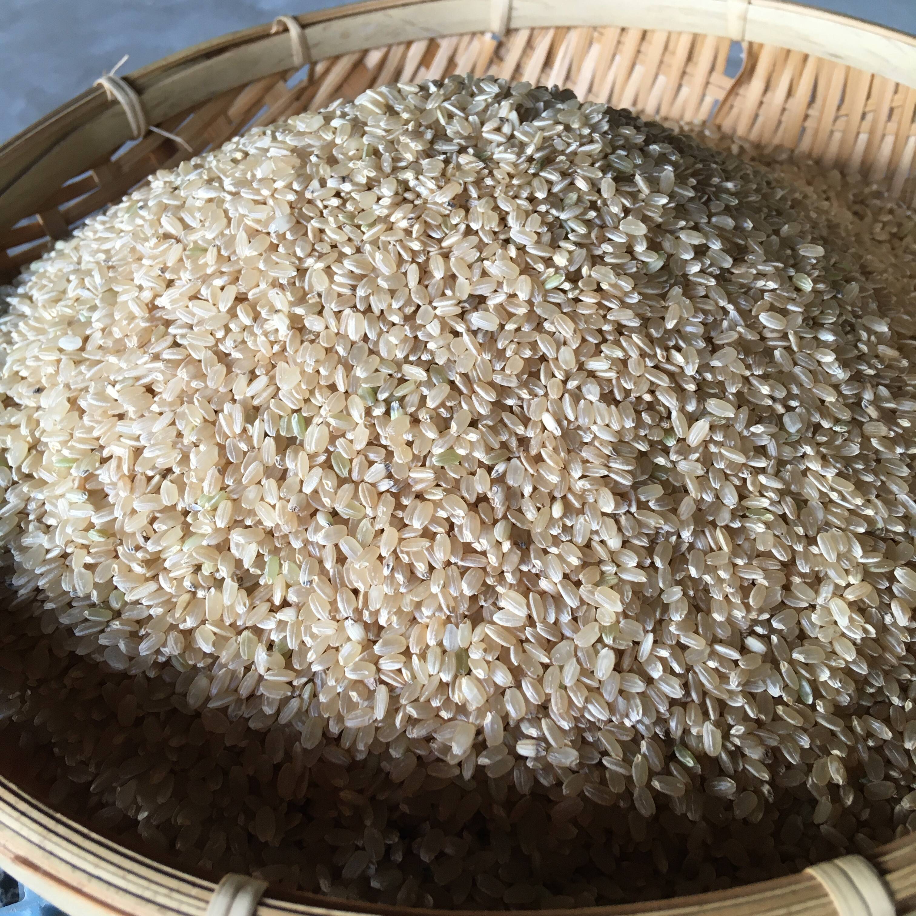 【売筋】爆美味い　新米　無農薬純こしひかり30㎏ 玄米 米/穀物
