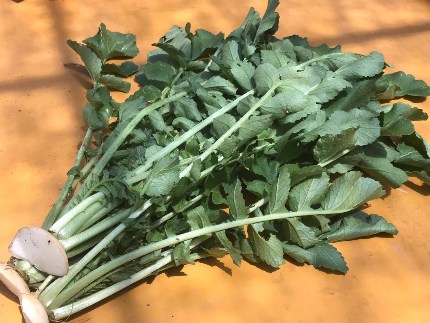 飲食店・大根葉好き必見‼️大根葉1kg🥗：千葉県産の野菜｜食べチョク