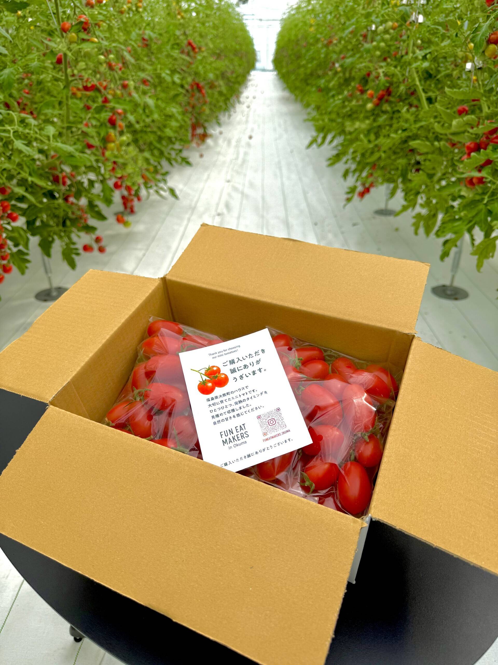 iomari◆来年収穫巨大260㎝,ブラジルアップル◆食べたらわかる濃厚◆ トロピカルマリア そのまま食べられるアボカドスライス（チャック付き