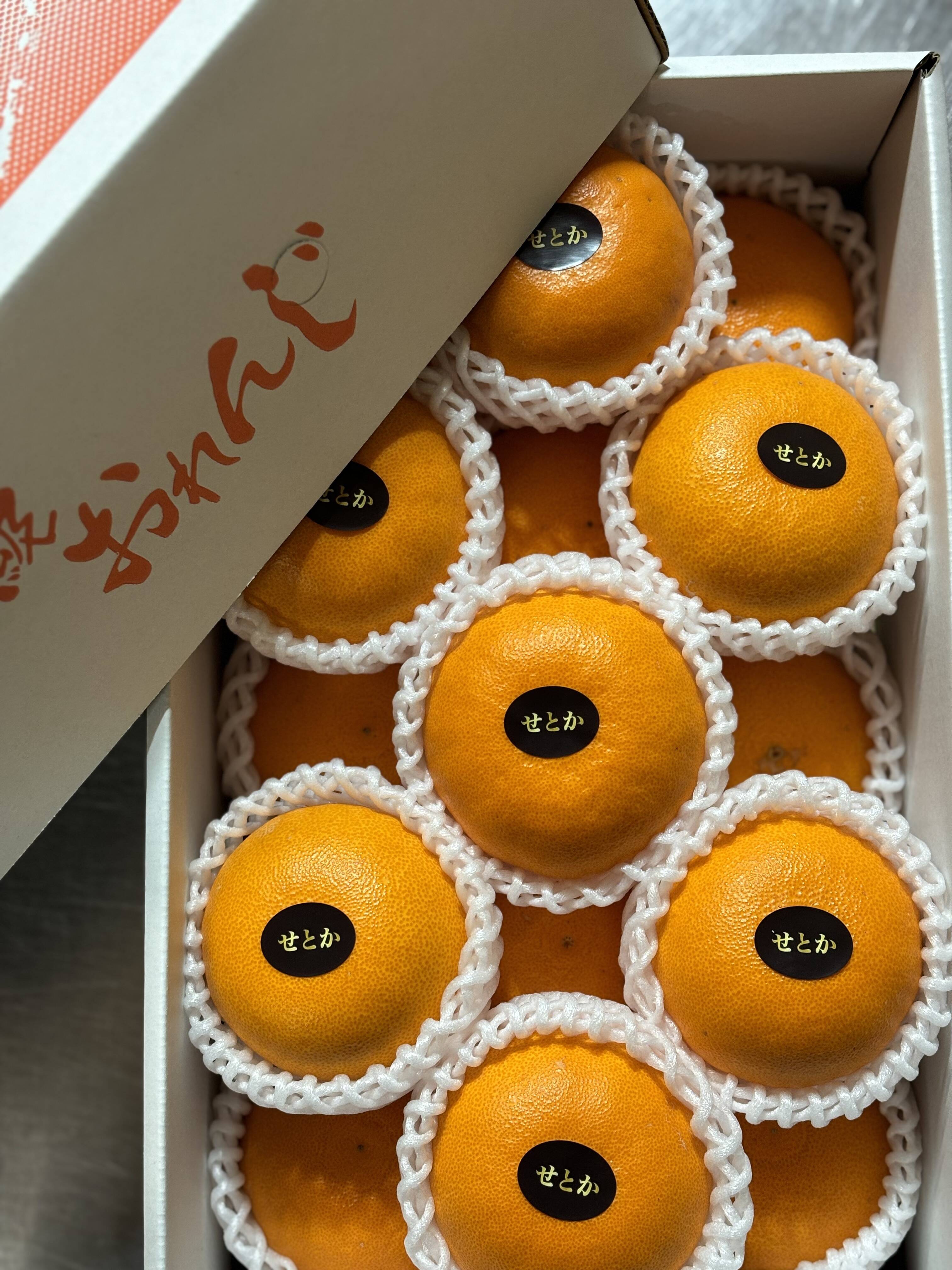 チョコチロ　　　せとか 貴重な柑橘】濃厚！とろける果肉！せとか 約3㎏ （予約商品
