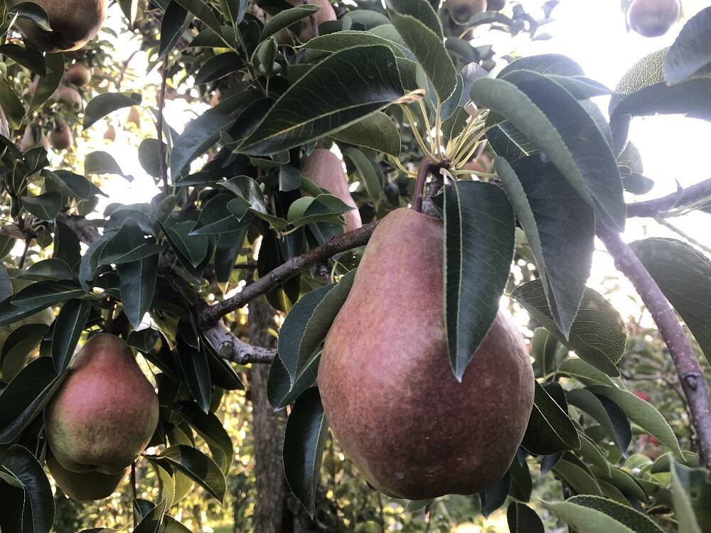 青森県 南部地方産 硬い洋梨(バートレット)大きい順に総重量 約24㎏農園直送⑤ 青森県 南部地方産 硬い洋梨(バートレット)大きい順に総重量 約24㎏農園