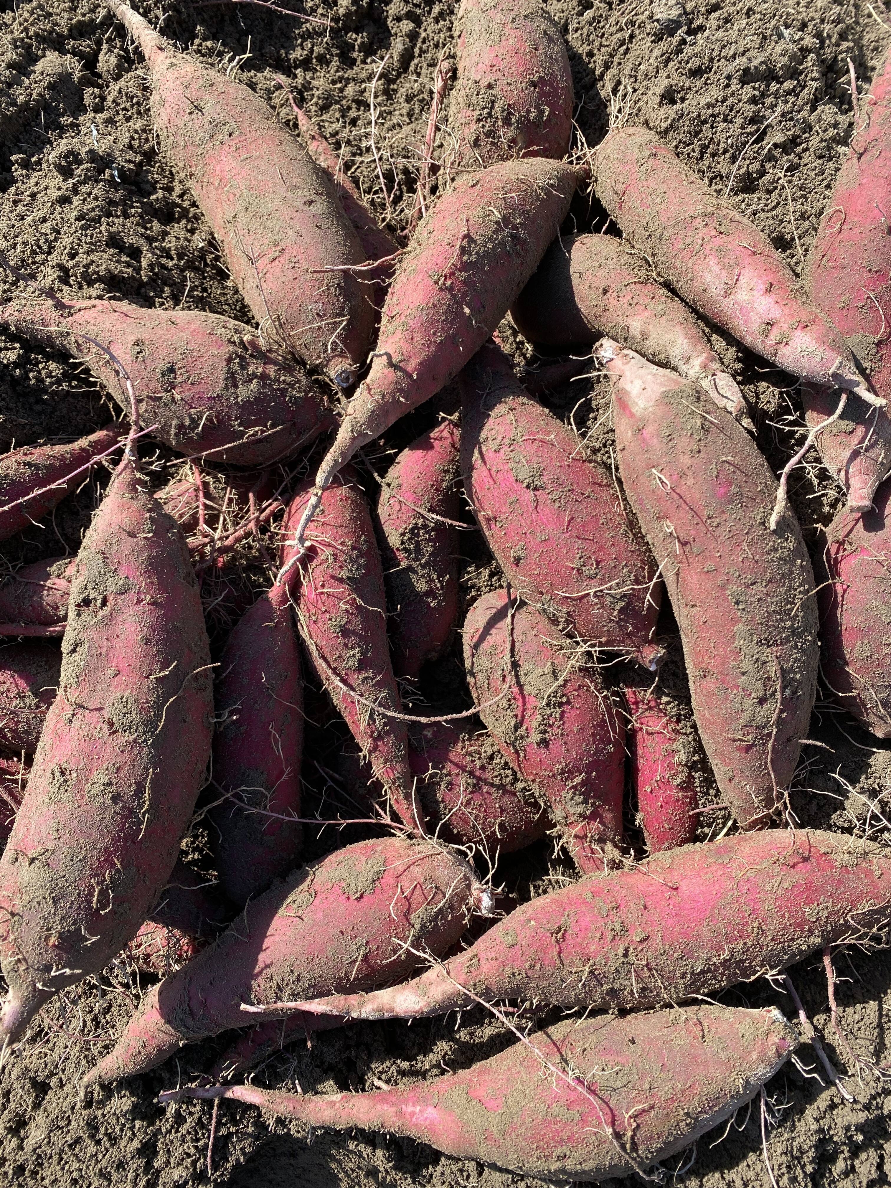 肥料、農薬完全不使用 さつまいも 土付き10キロ 農薬化学肥料不使用】しっとり系 シルクスイート さつまいも 10kg