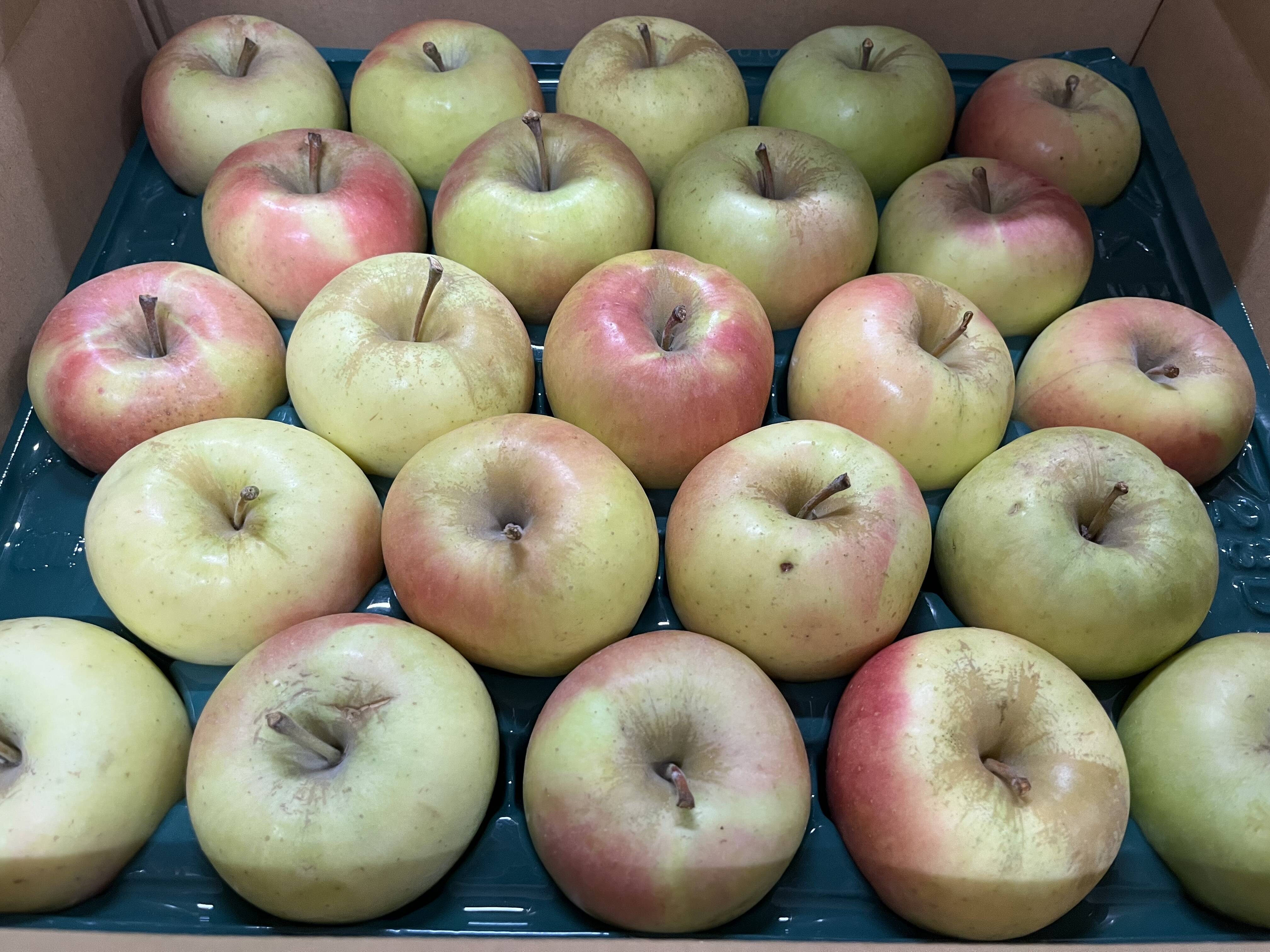 数量限定・小玉のみ】青森県産りんご「ぐんま名月」家庭用 キズ有 約