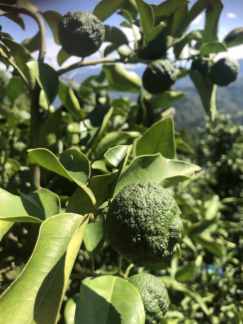 愛媛県産農薬・化学肥料・除草剤不使用 すだち1kg：愛媛県産のみかん