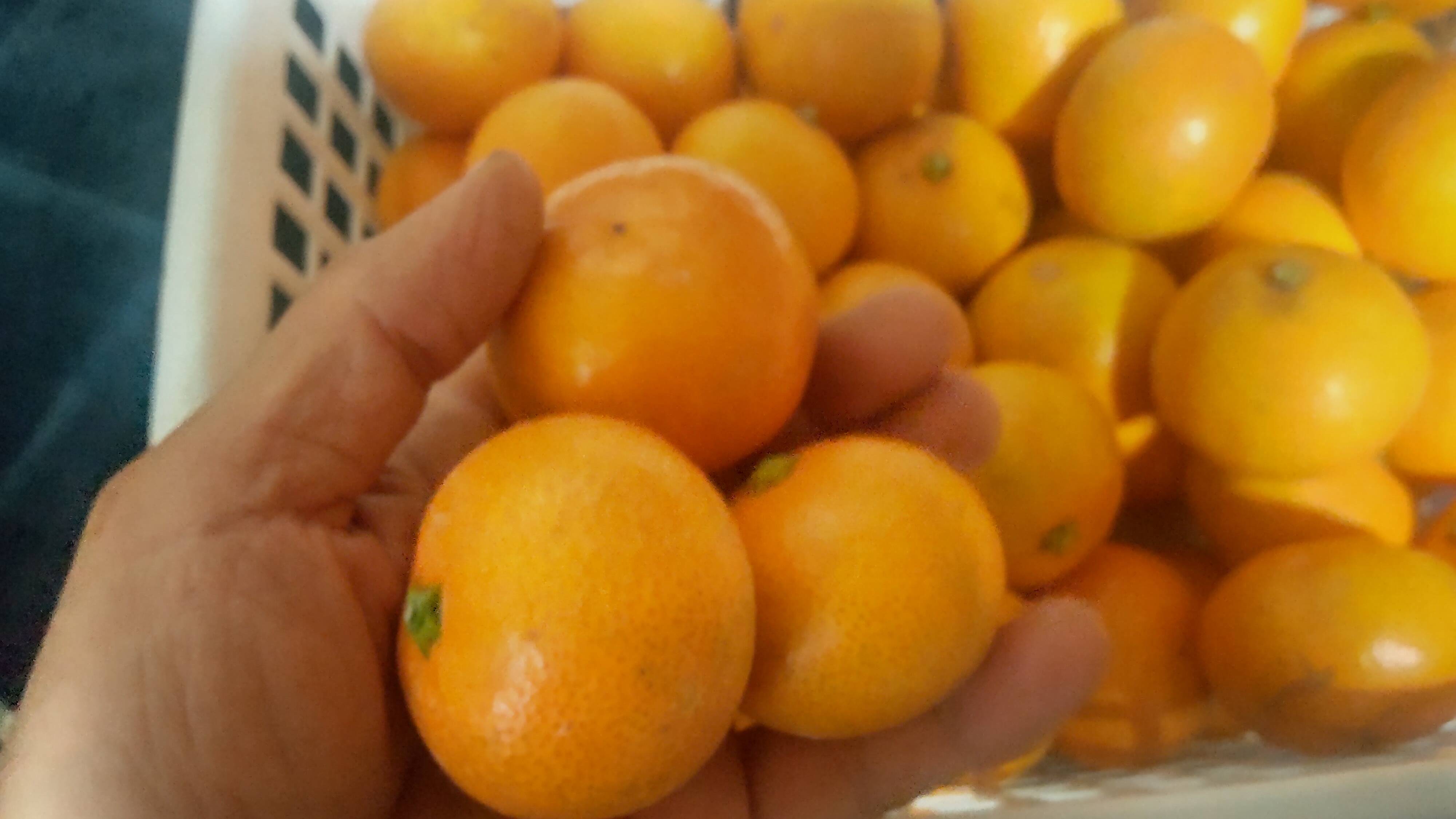 食べ始めると止まらなくなる広島産いしじミカン 小玉 10kg：広島県産の