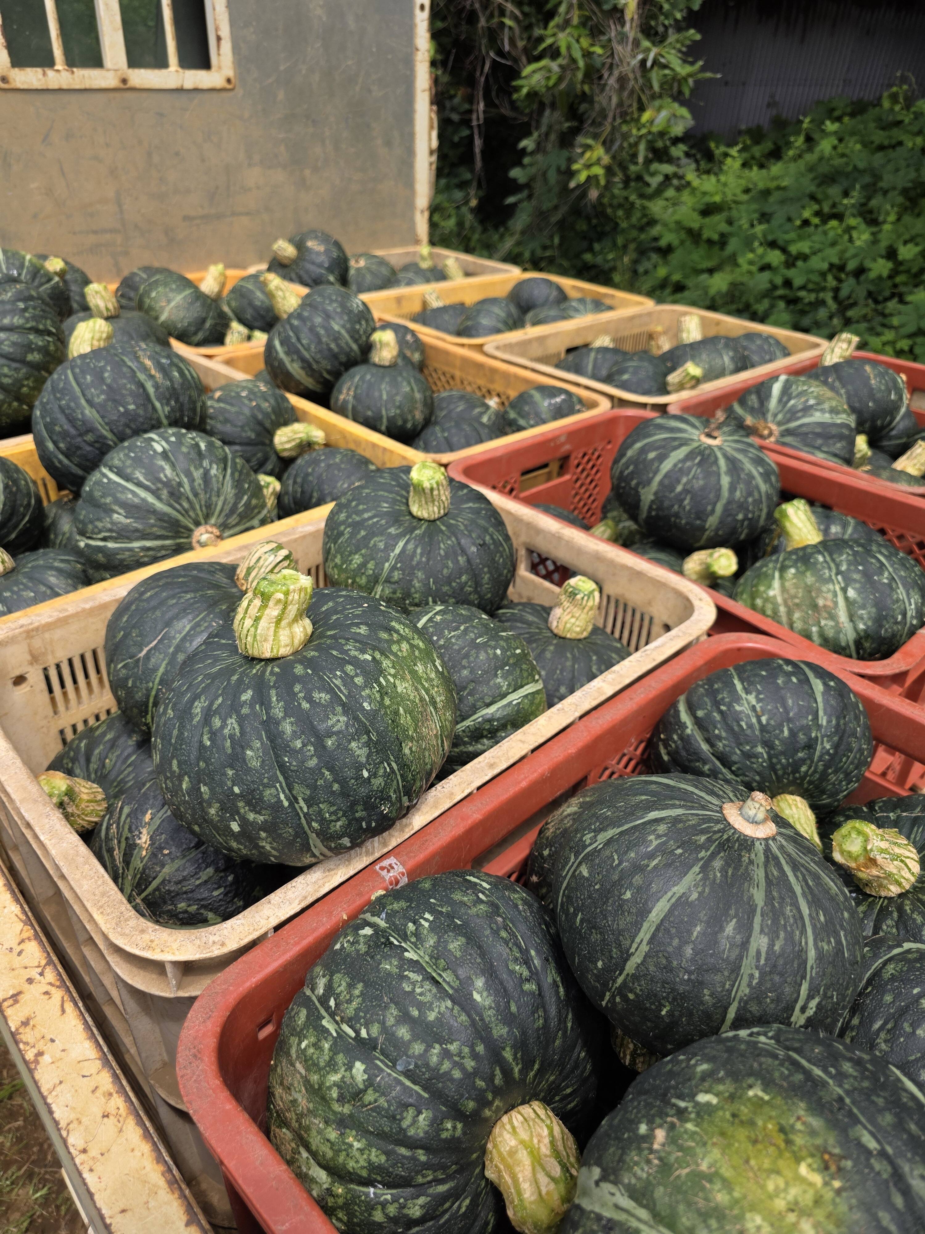 ￼堆朱　南瓜形　蓋物 堆朱 南瓜形 蓋物 【公式通販】