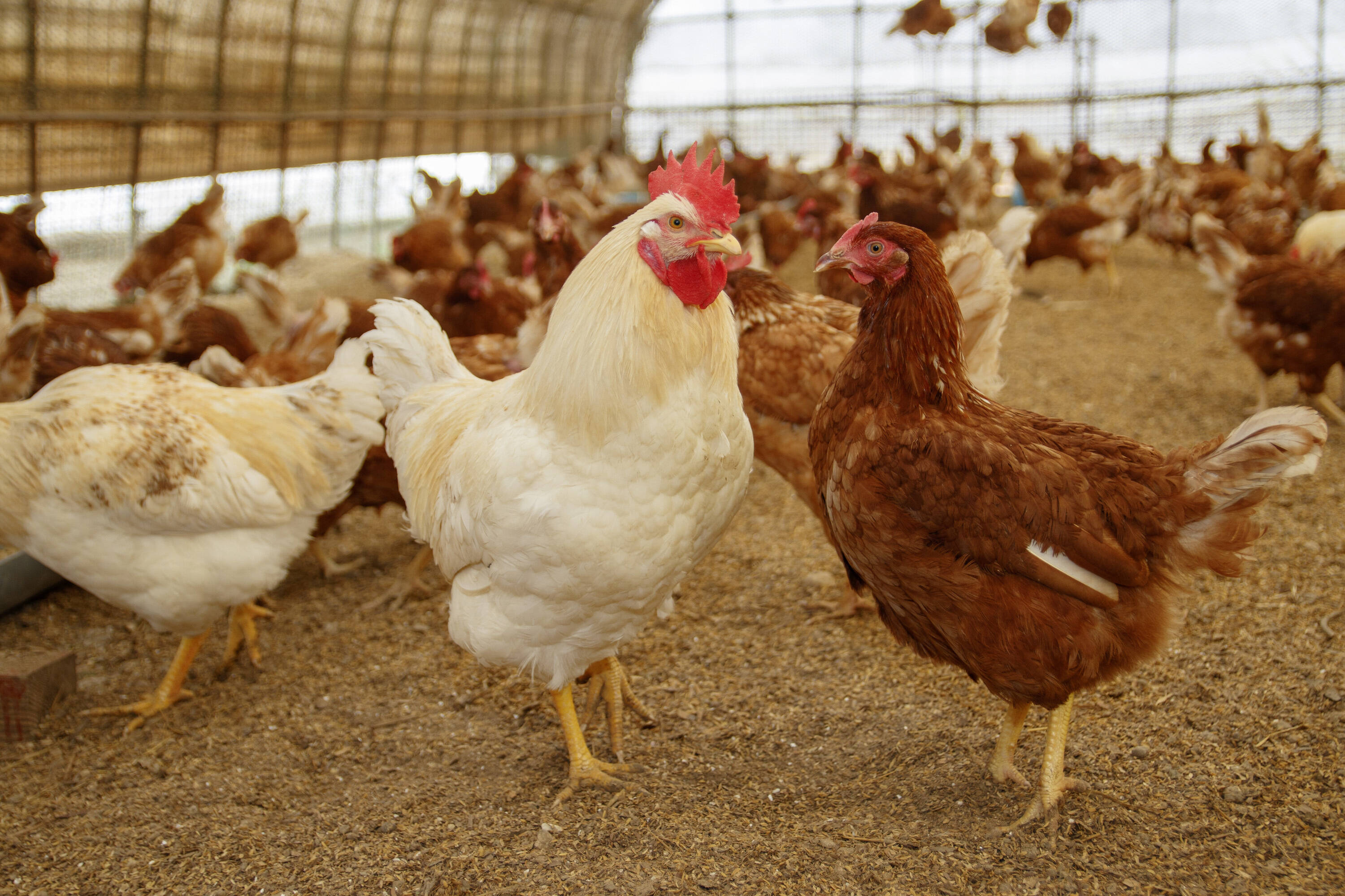 大地の卵へのレビュー・商品：長野県｜食べチョク｜産地直送(産直)お取り寄せ通販 - 農家・漁師から旬の食材を直送