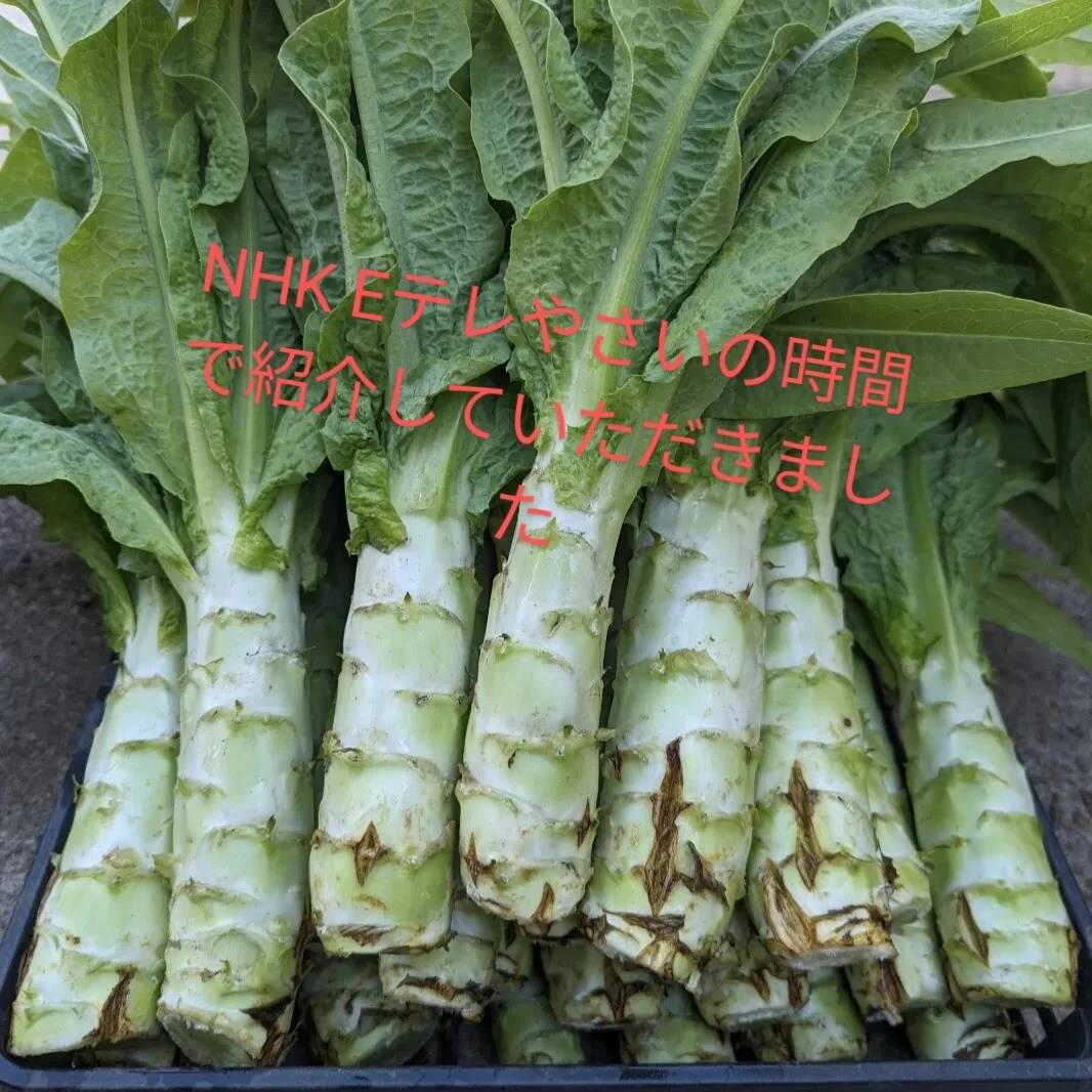 茎レタス 莴苣 野菜種 - 野菜