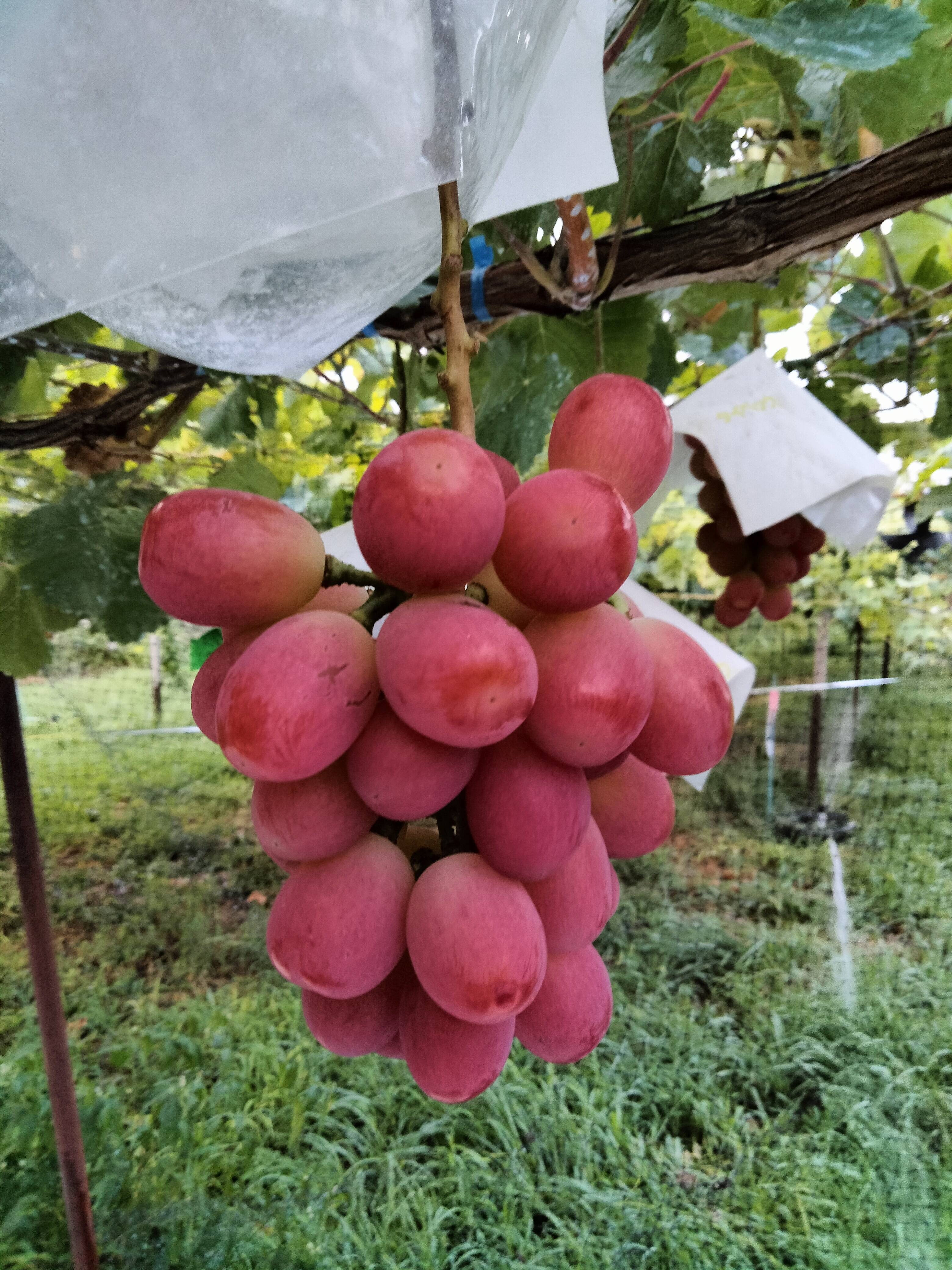 サンシャインレッド　数量限定お買い得セット サンシャインレッド 数量限定お買い得セット 2026年発送【数量限定