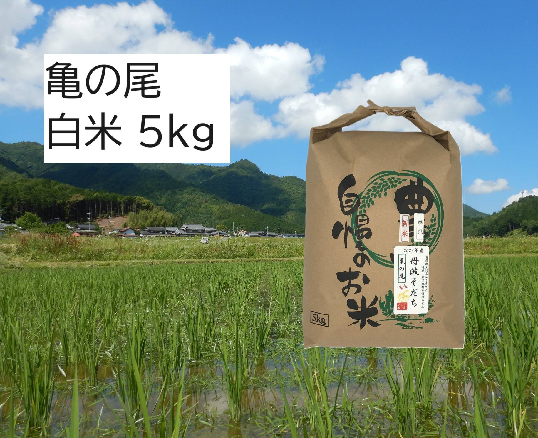 新米・2026年産】自然栽培のお米『亀の尾』白米5㎏：兵庫県産の亀の尾