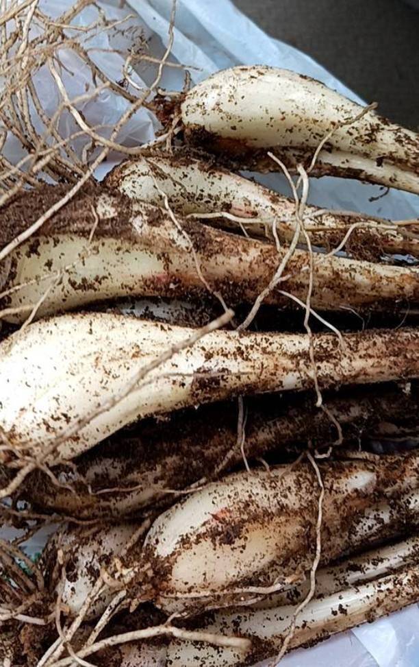 ラッキョ1キロ：鹿児島県産のその他らっきょう｜食べチョク