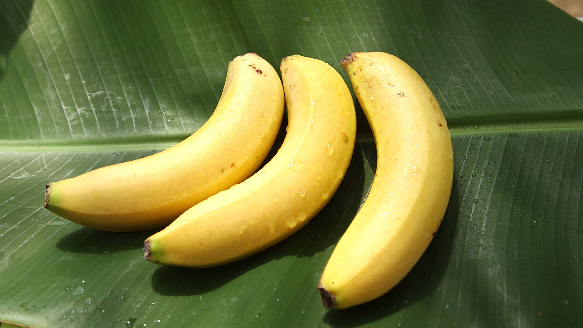 皮ごと食べられる 木更津ファーム産完熟バナナ 農薬不使用の木更津産バナナ詰め合わせ 1 ６ ８本 千葉県産のバナナ 食べチョク 産地直送 産直 お取り寄せ通販 農家 漁師から旬の食材を直送