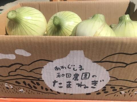 予約販売！トロあま七宝！淡路島新玉ねぎ 5kgM〜LL：兵庫県産の七宝