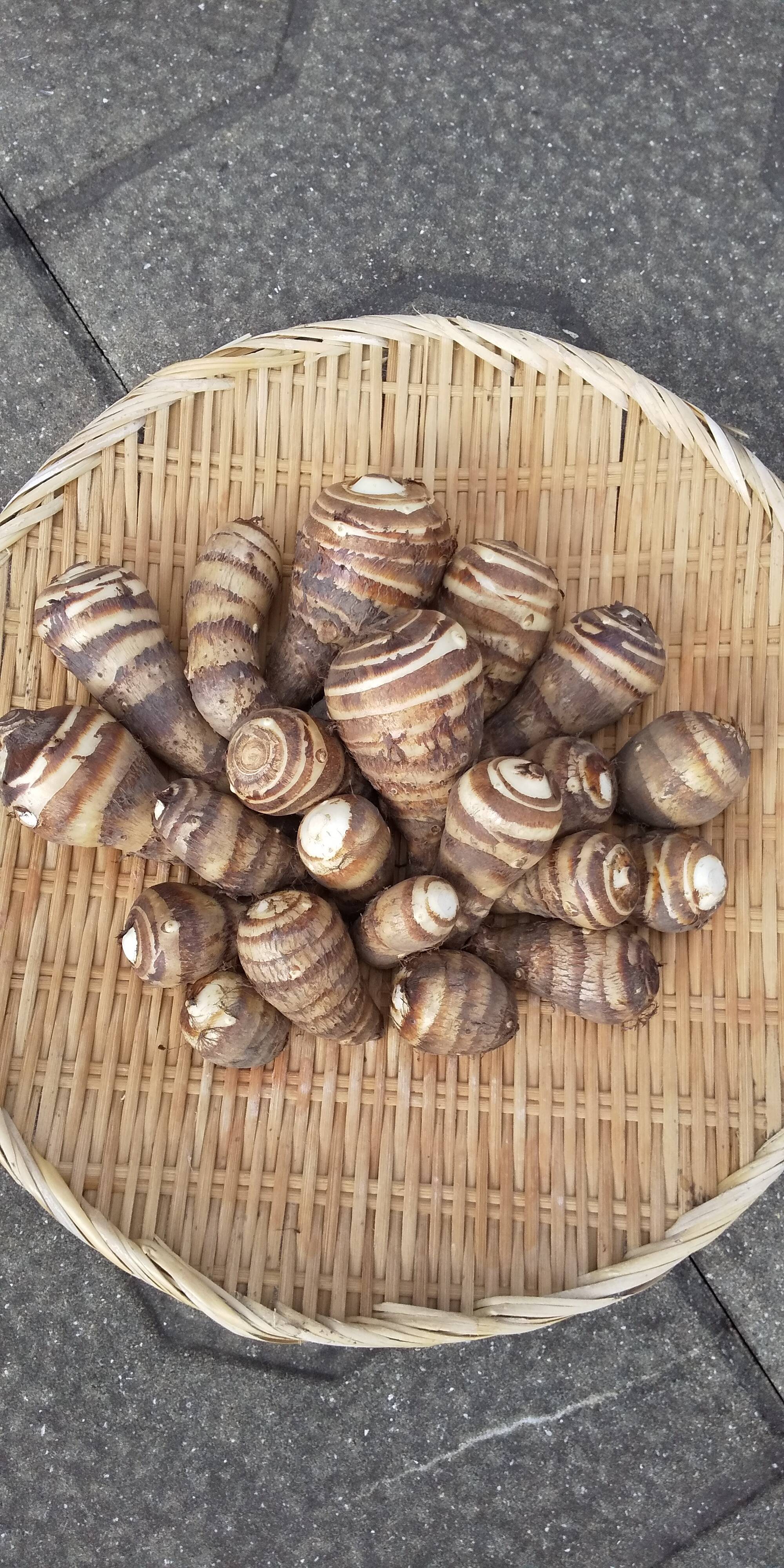 海老芋 土つき】 約1.5kg （小粒サイズ）えびいも・さといも