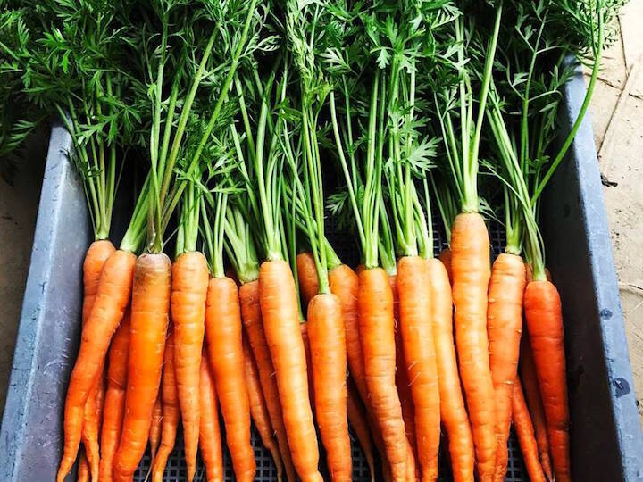 畑直送 【福岡県糸島産】朝獲れ＊無NO薬野菜セット(7品前後