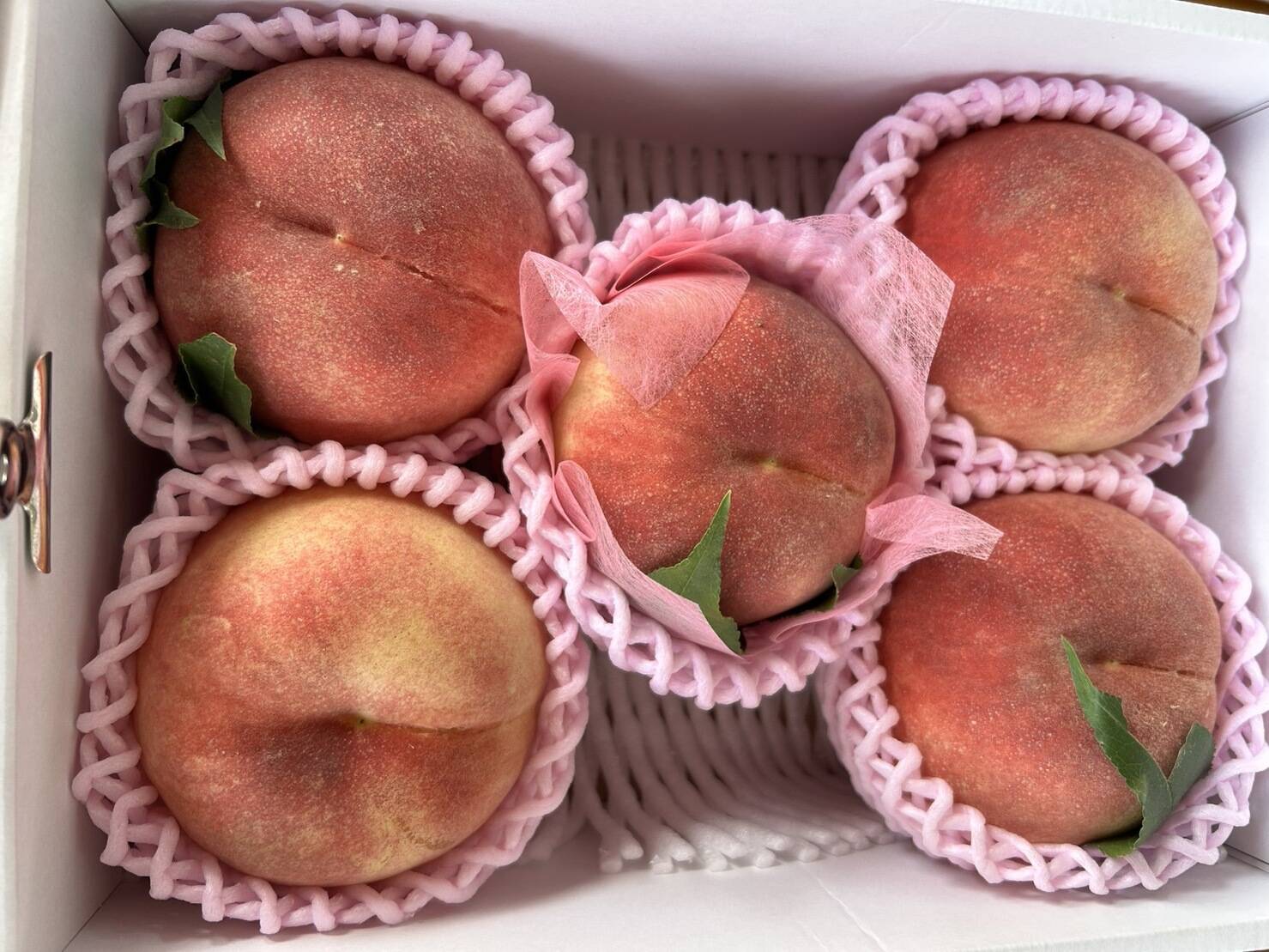 山桃白桃　メス苗木2本　さくら さくら白桃 モモ 白桃の特徴と育て方 kaju_momo-jset-07 受粉樹セット