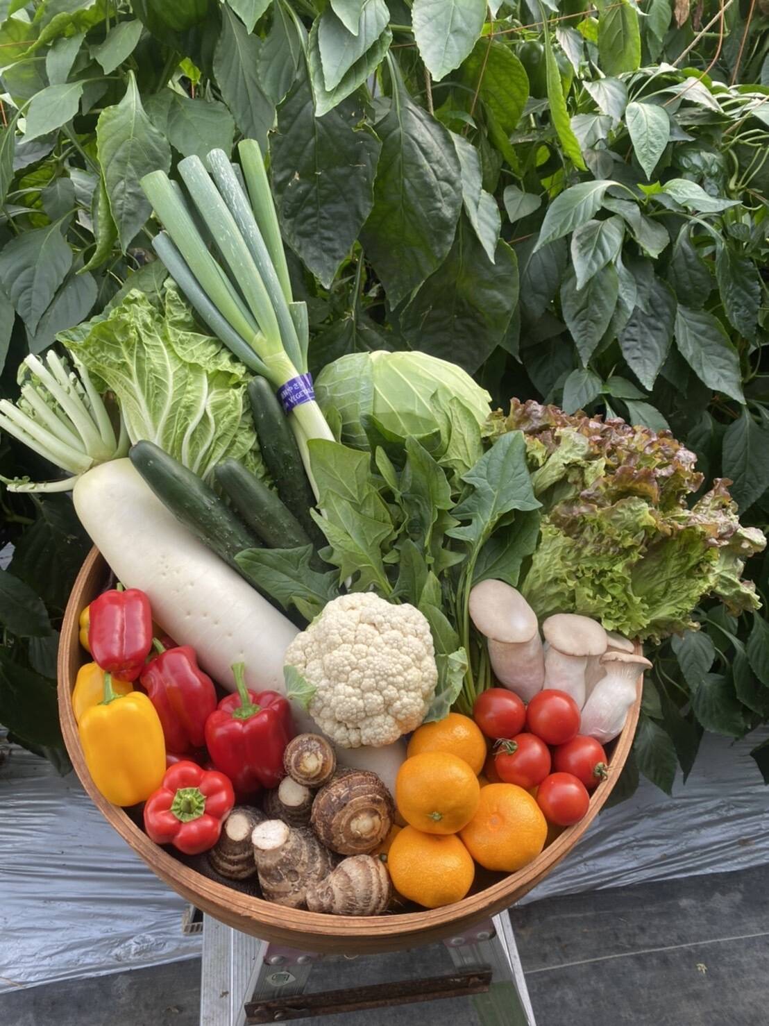 ちょーこ幻の桃一箱と野菜セット 桃アワード受賞！】赤土育ちの白鳳桃｜和歌山はこむね果樹園産