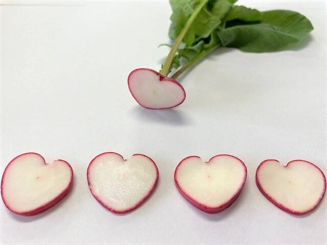 ハートのラディッシュ サラダセット フリルレタス6袋 お任せ ふわふわレタス6袋 ラディッシュ おすすめの食べ方付き 熊本県産 食べチョク 農家 漁師の産直ネット通販 旬の食材を生産者直送