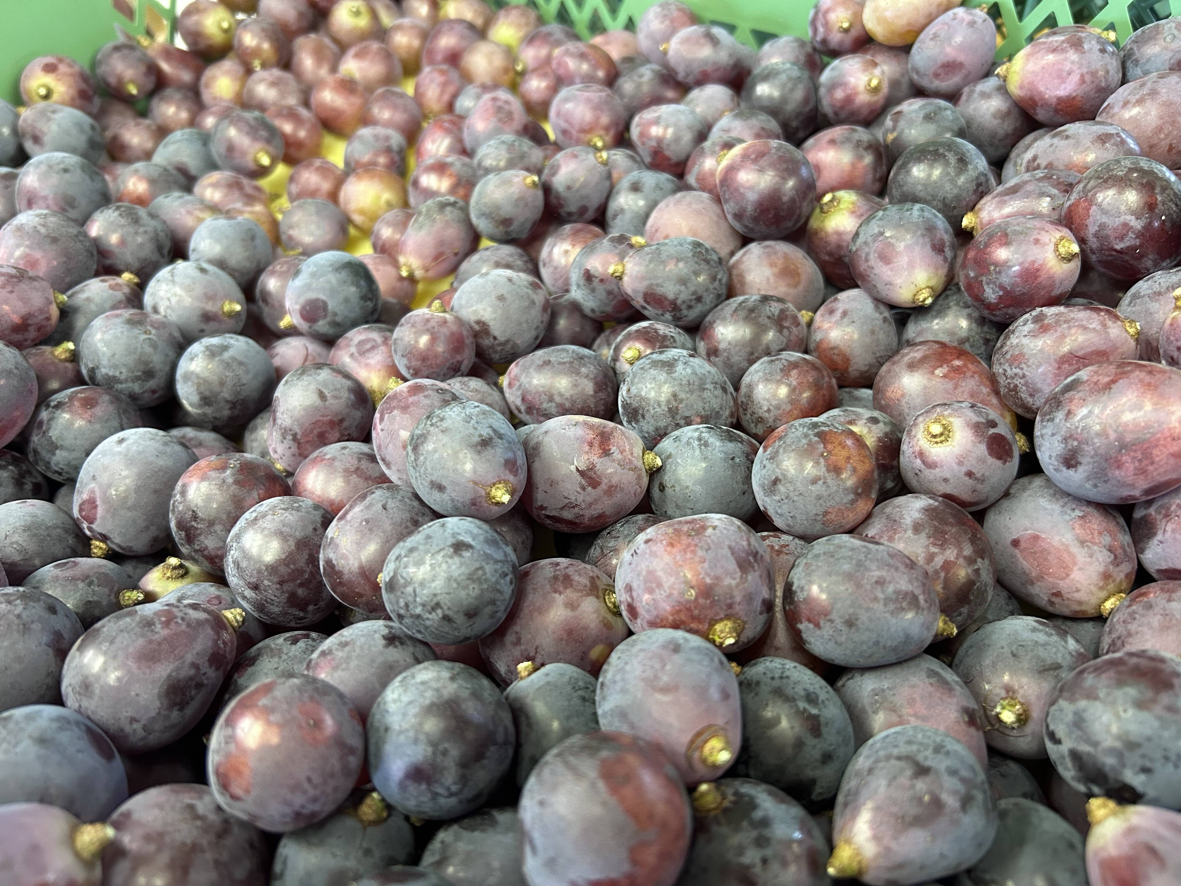 🍇訳あり・粒ピオーネ🍇 約2.5kg【岡山県産】種なしぶどう