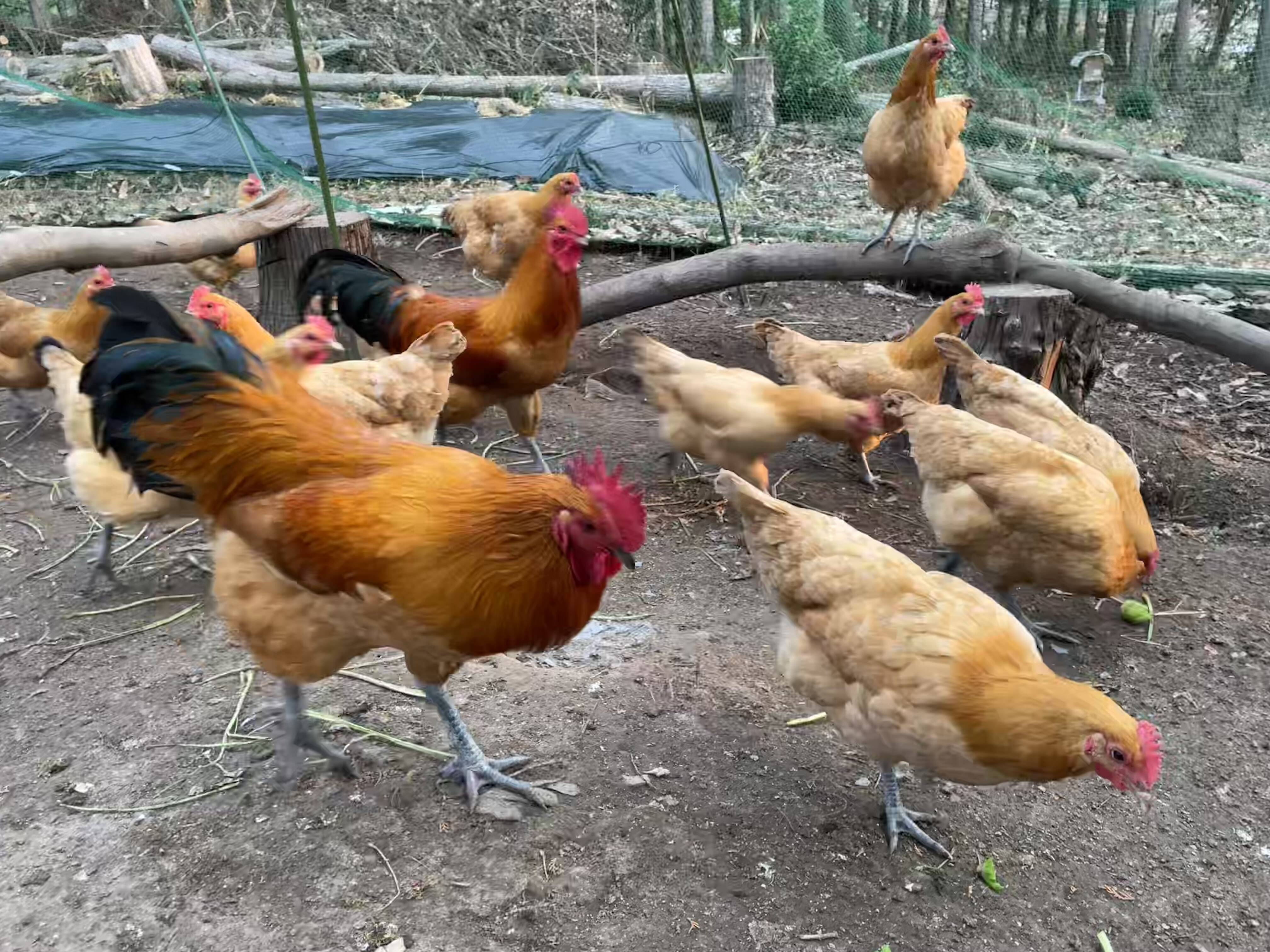 稀少な名古屋コーチンの平飼い自然卵（有精卵）20個：広島県産の平飼い｜食べチョク｜産地直送(産直)お取り寄せ通販 - 農家・漁師から旬の食材を直送