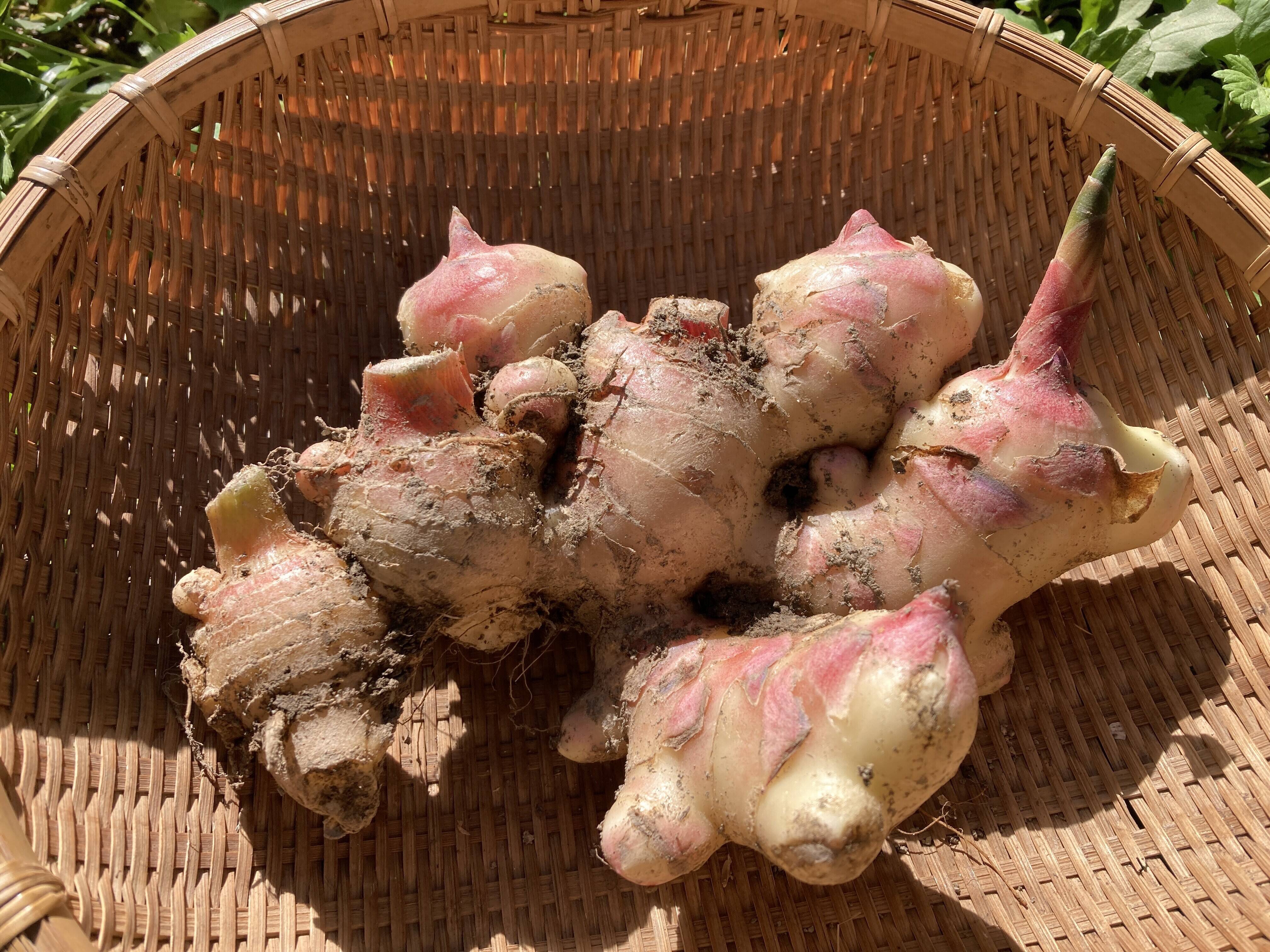 高知県産】新生姜 500g【2025年10月】＃栽培期間中農薬・化学肥料不