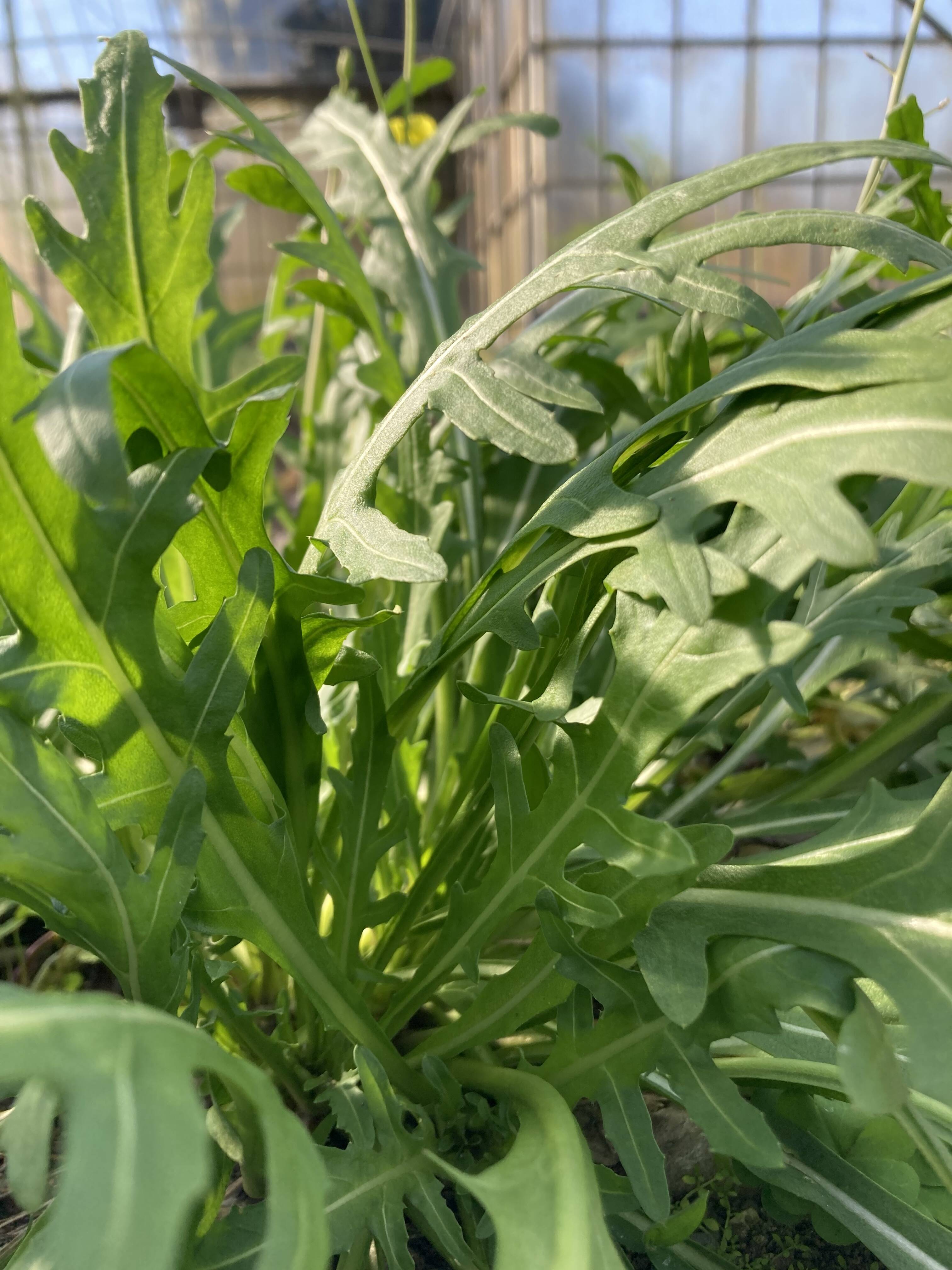 ルッコラ セルバチコ 500グラム 愛知県産の野菜 食べチョク 産地直送 産直 お取り寄せ通販 農家 漁師から旬の食材を直送