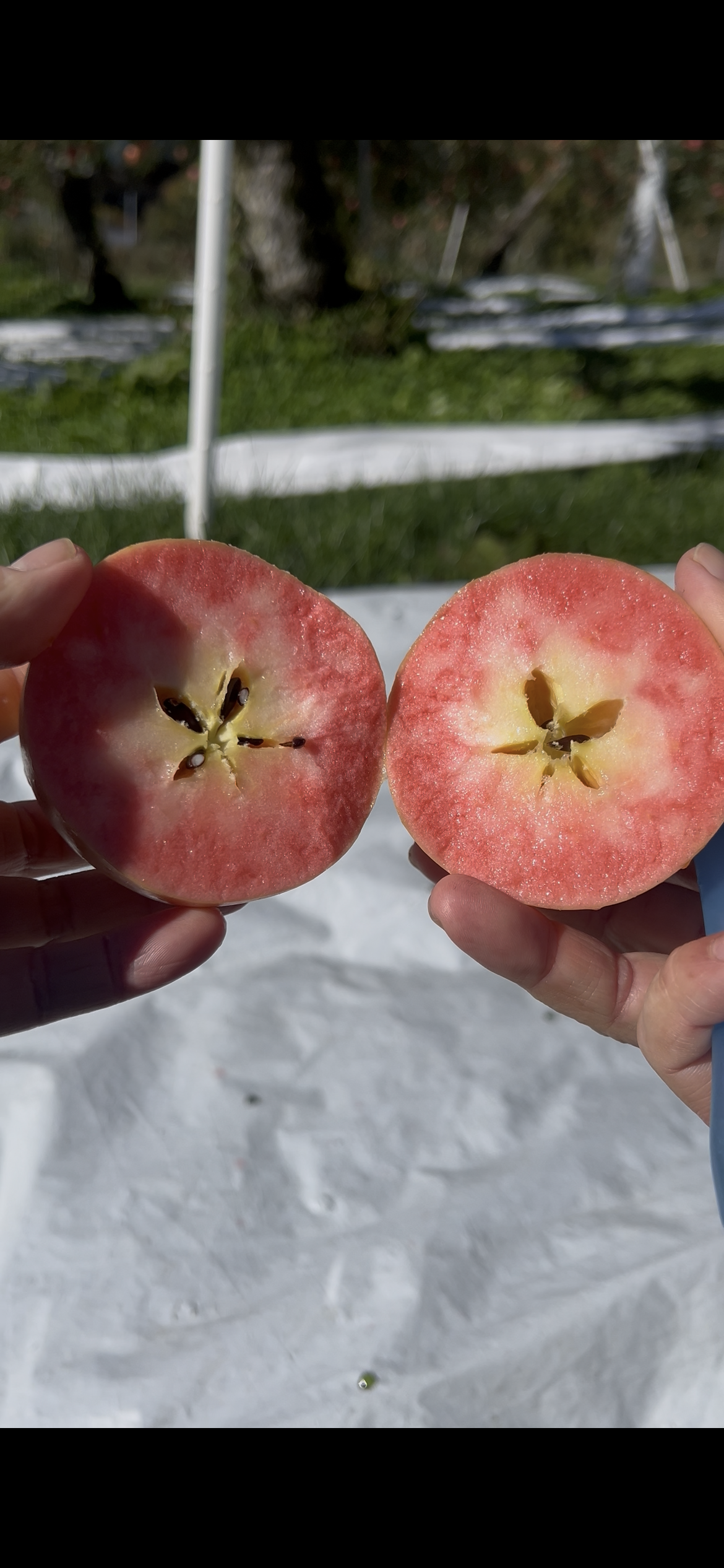 2026年予約限定]切ってビックリ！生でもお菓子にしても美味しい