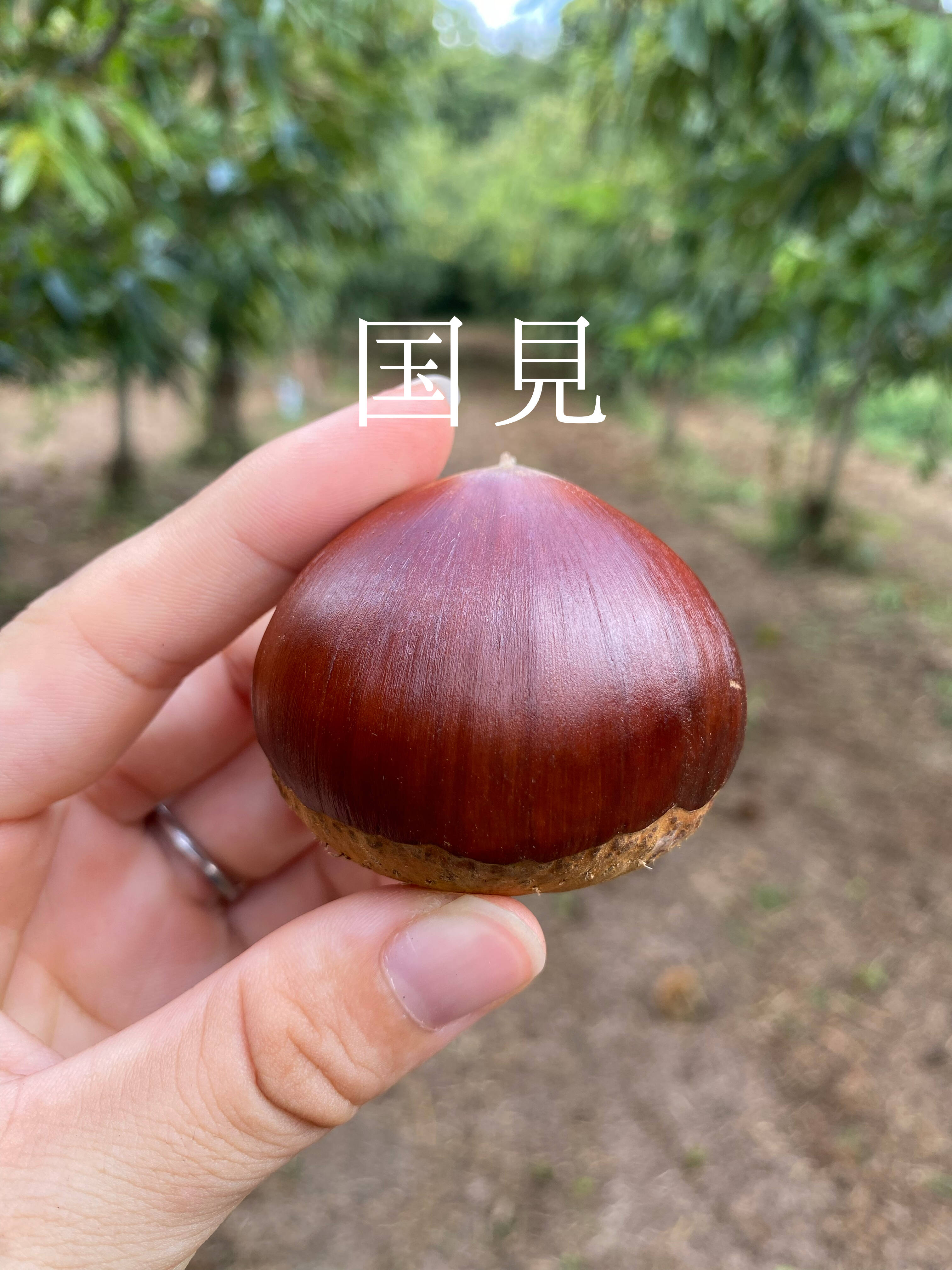 アリリ様　栗　2キロ 国見栗】びっくりな大きさ！2Lサイズ以上無選別国見栗（2kg）：茨城県