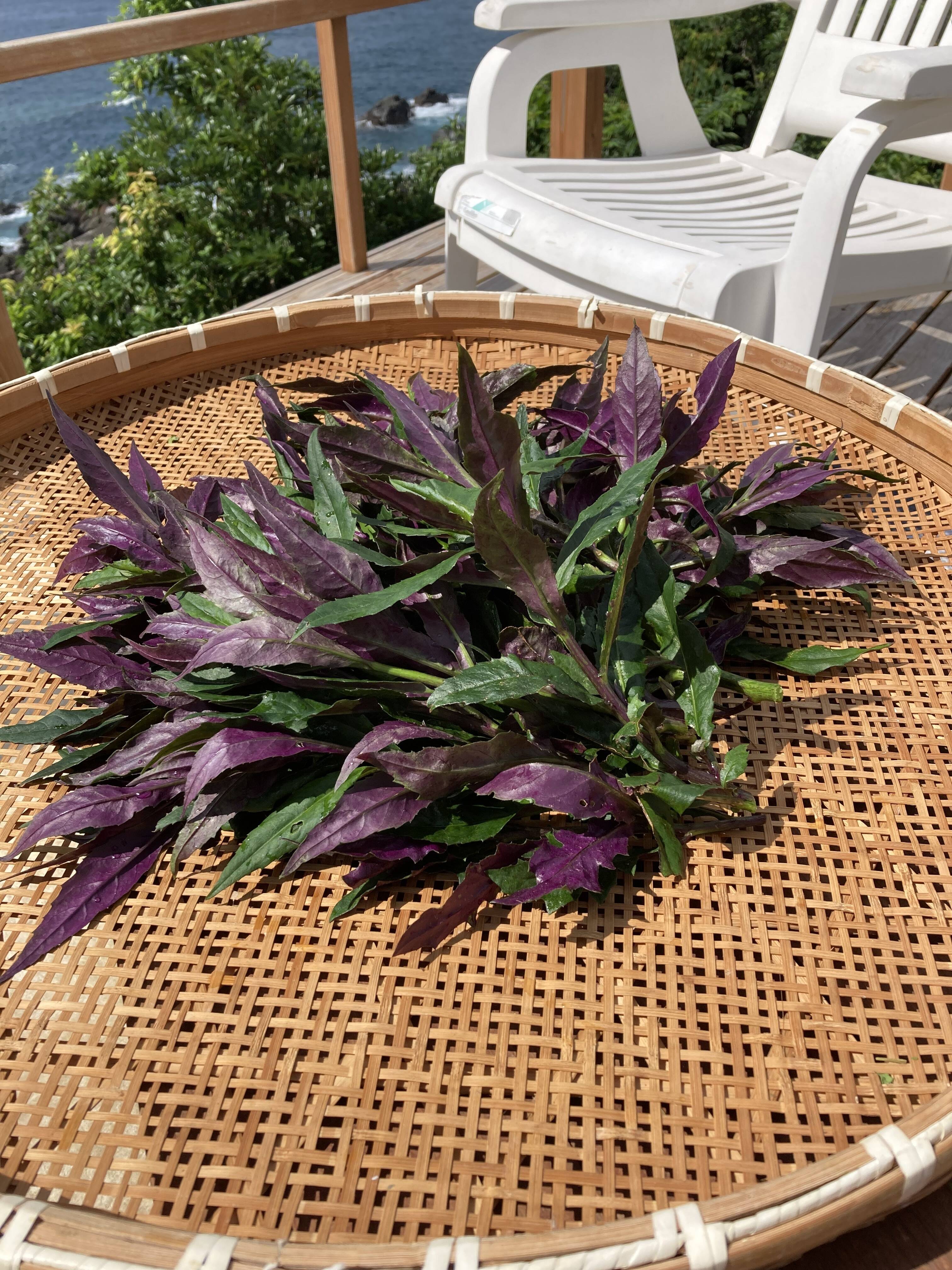 金時草 箱込み500g 水前寺菜 ハンダマ 紅鳳菜 紫背菜 血皮菜 式