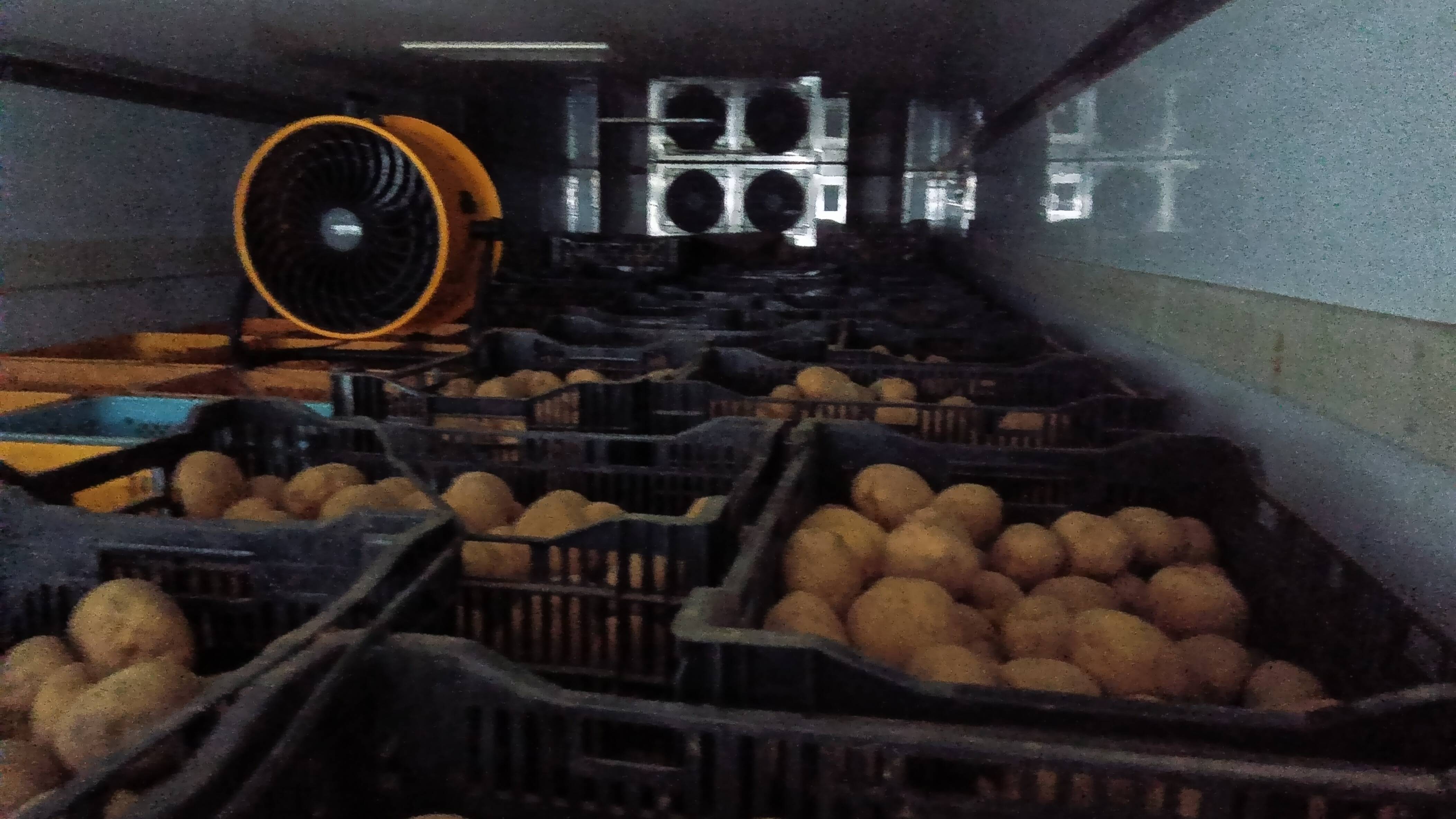 じゃがいも じゃがいも アーカイブ | 株式会社堀江本店｜株式会社ホリックス