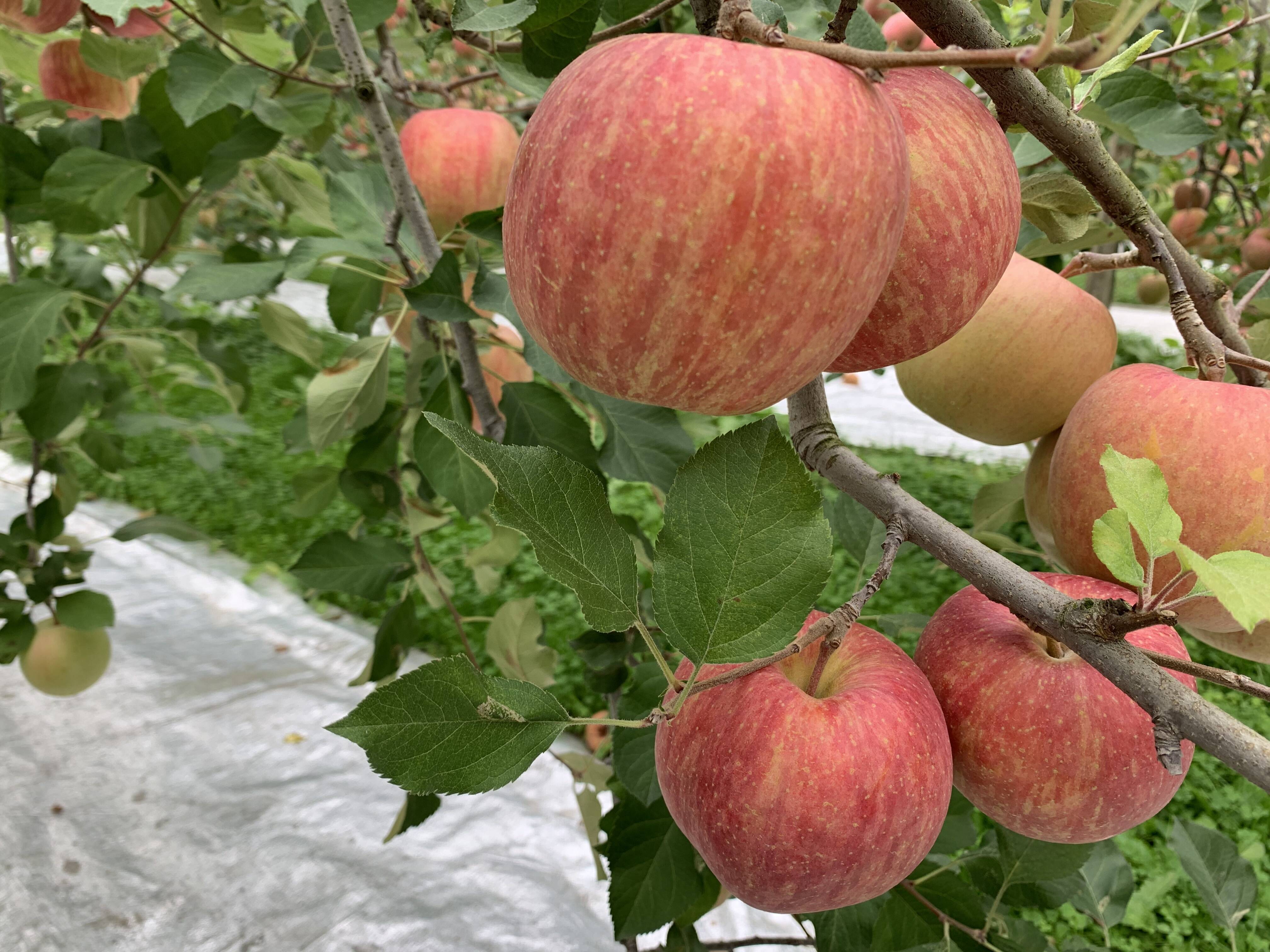 小座間果樹園へのレビュー・商品：山形県｜食べチョク｜産地直送(産直