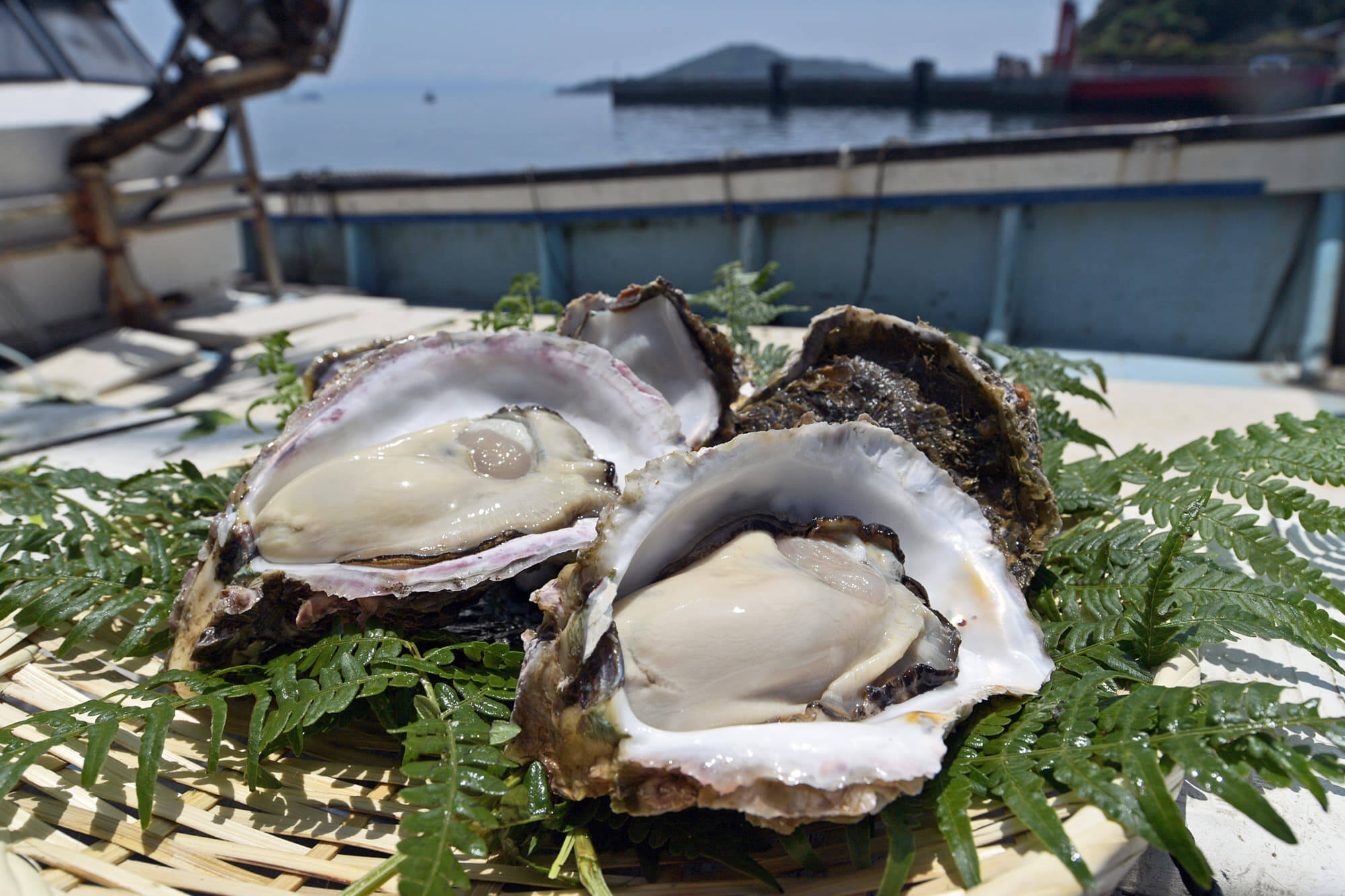 超絶クリーミー 大きい錦盛丸岩牡蠣300 400グラム 7個入り 鹿児島県産 食べチョク 農家 漁師の産直ネット通販 旬の食材を生産者直送
