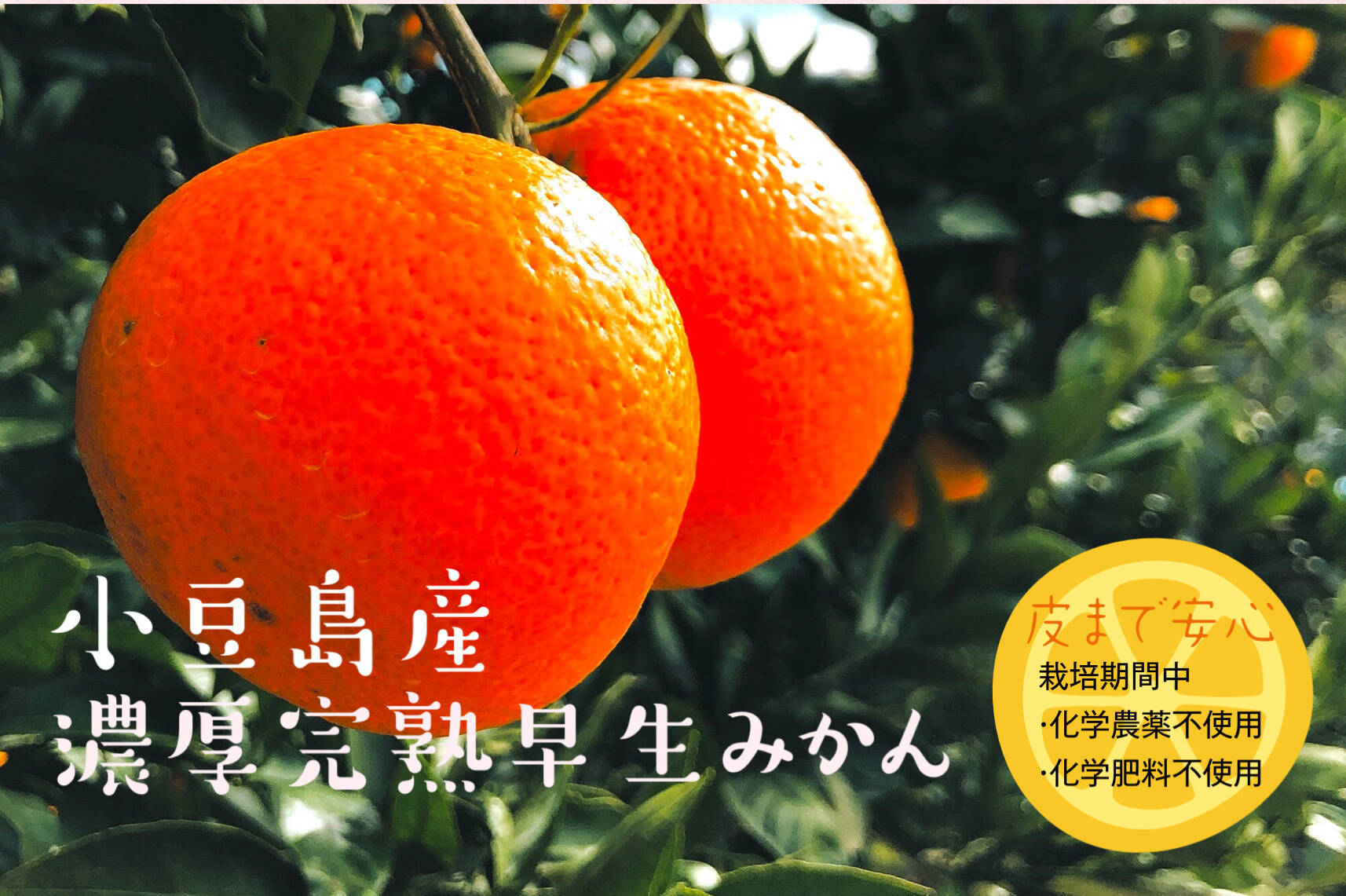 皮まで安心 化学農薬不使用小豆島産早生みかん5kg 予約 香川県産 食べチョク 農家 漁師の産直ネット通販 旬の食材を生産者直送