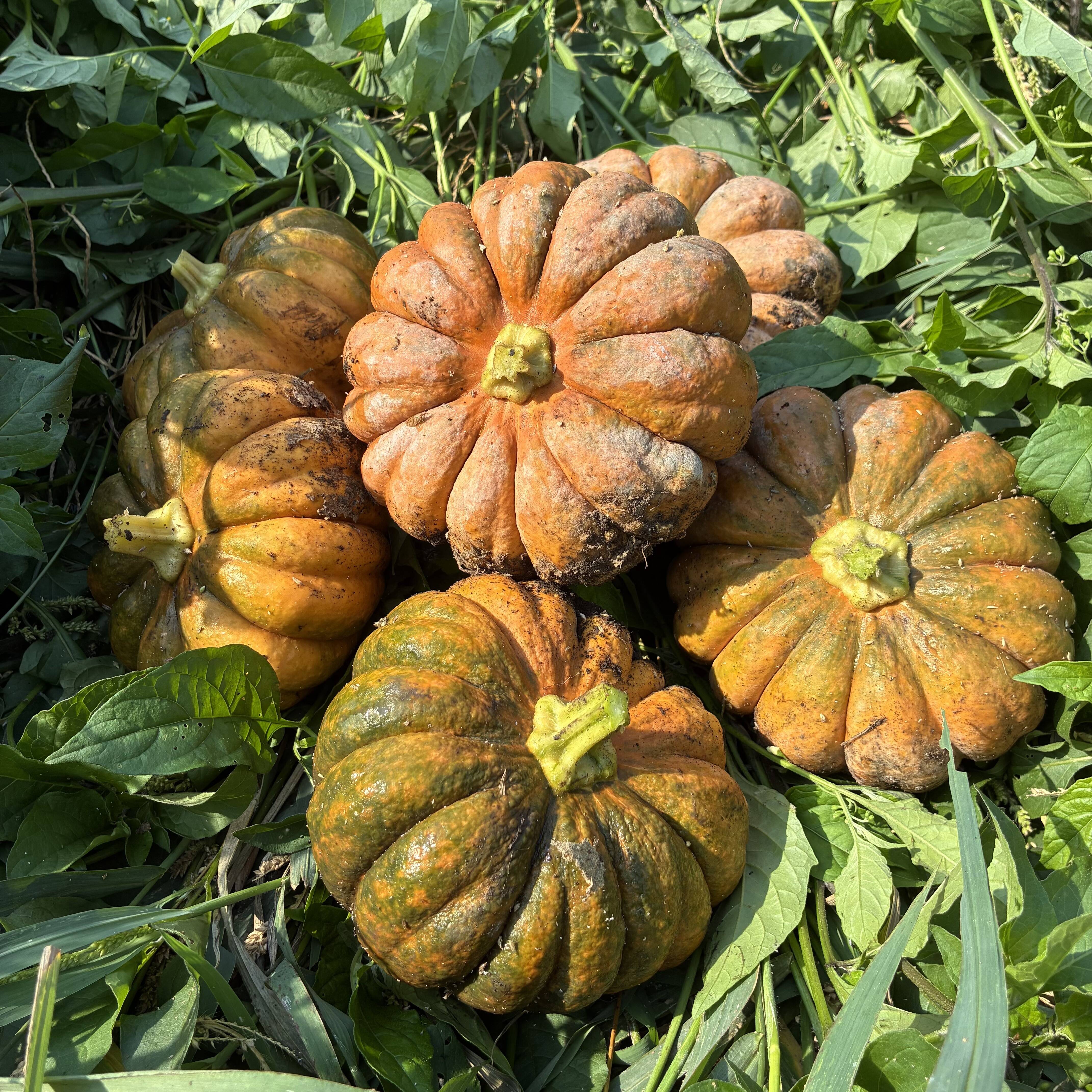 見た目もカワイイ＊小菊かぼちゃ＊固定種＊3kg＊ミニかぼちゃ：茨城県